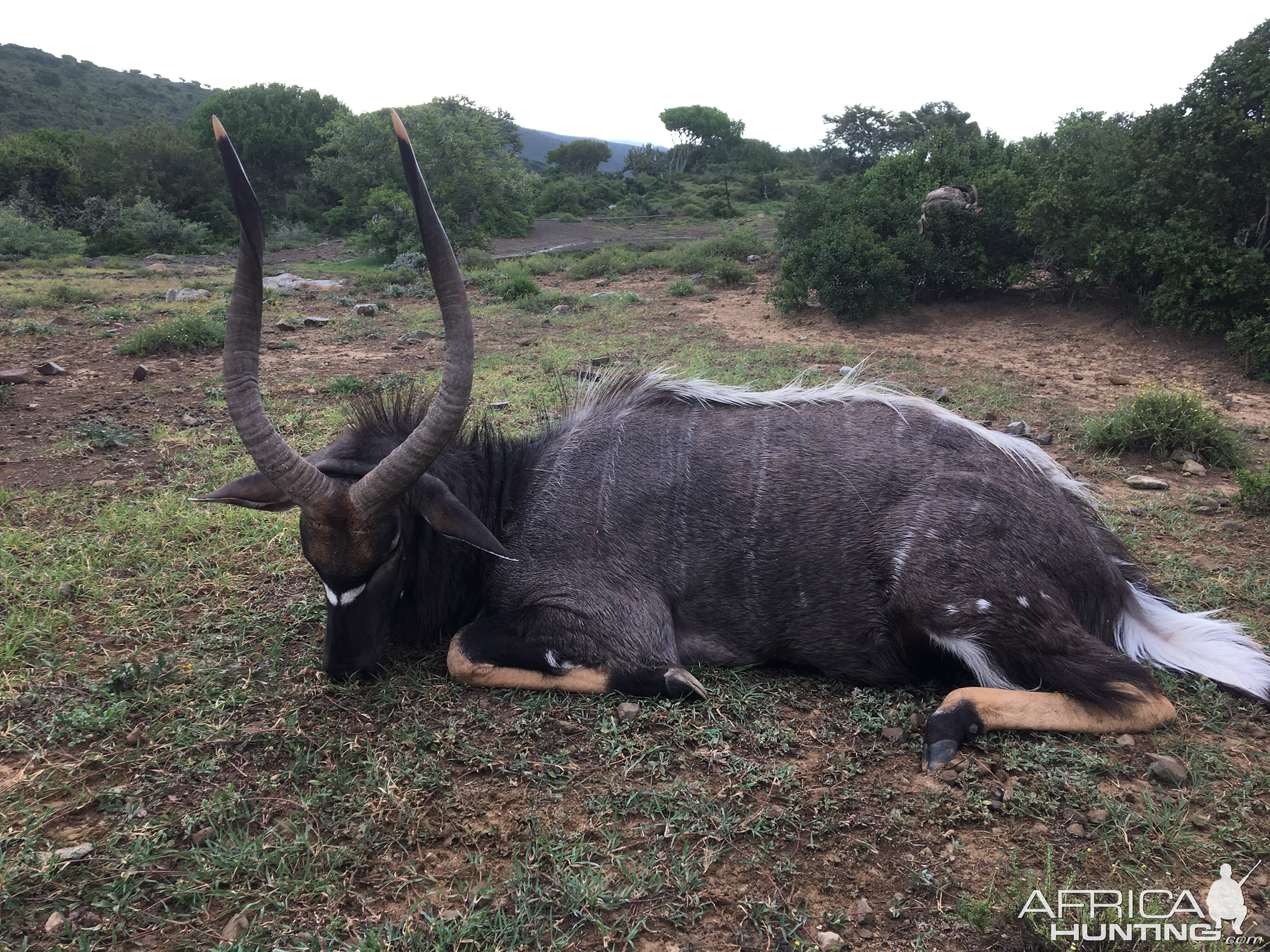 South Africa Hunt Nyala