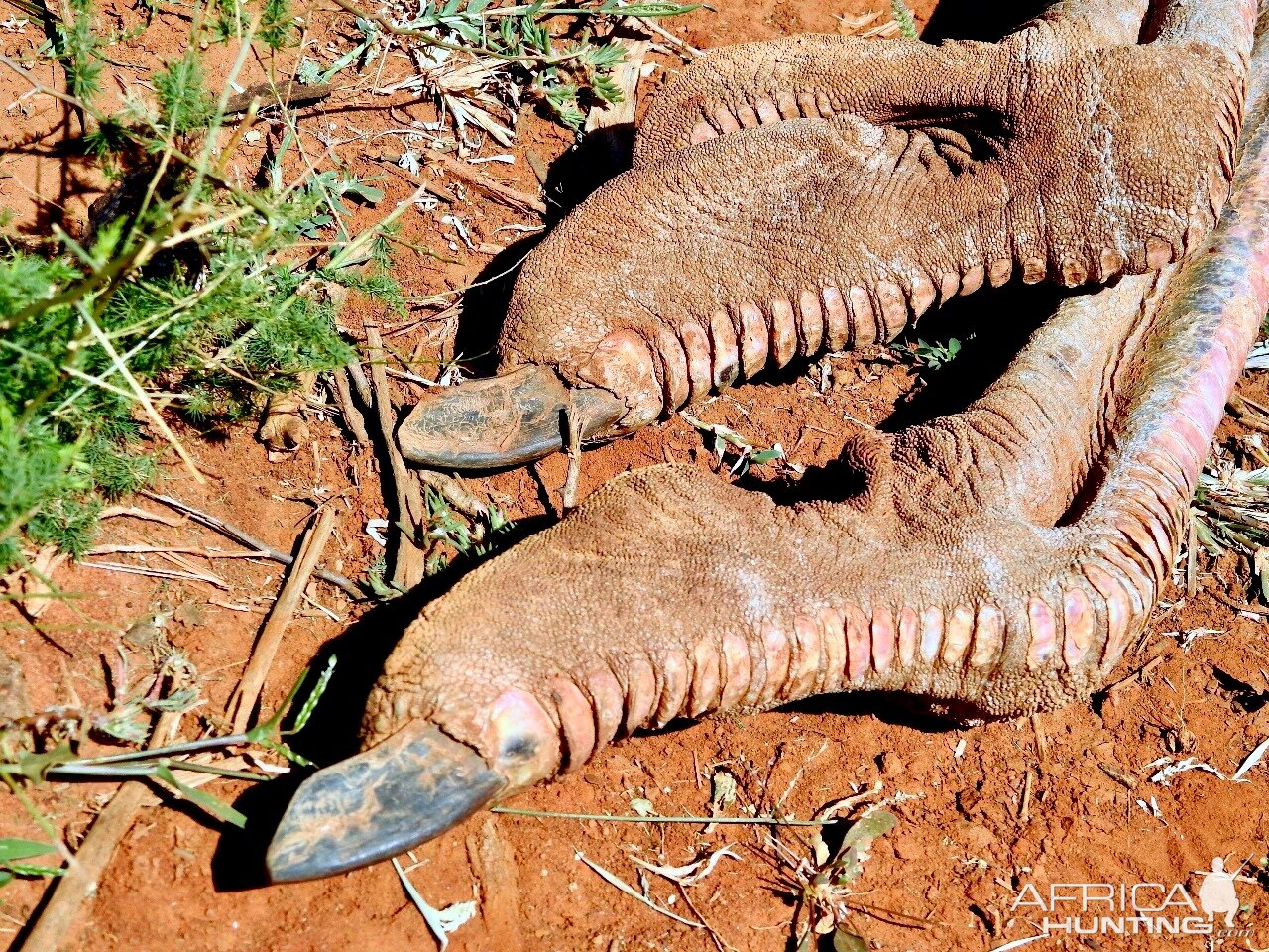 South Africa Hunt Ostrich