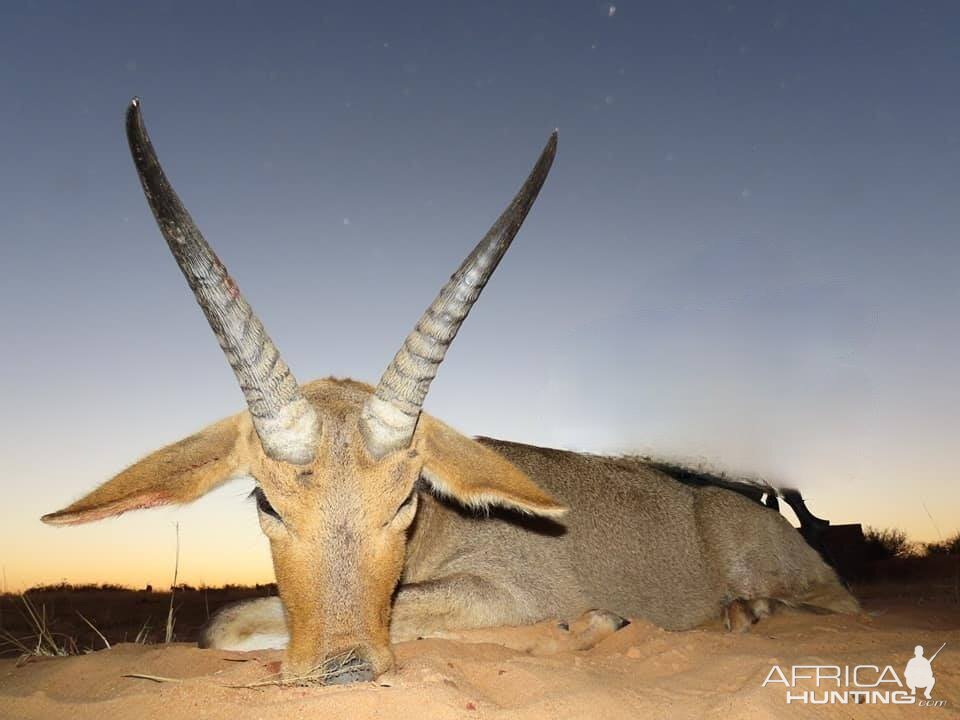 South Africa Hunt Reedbuck