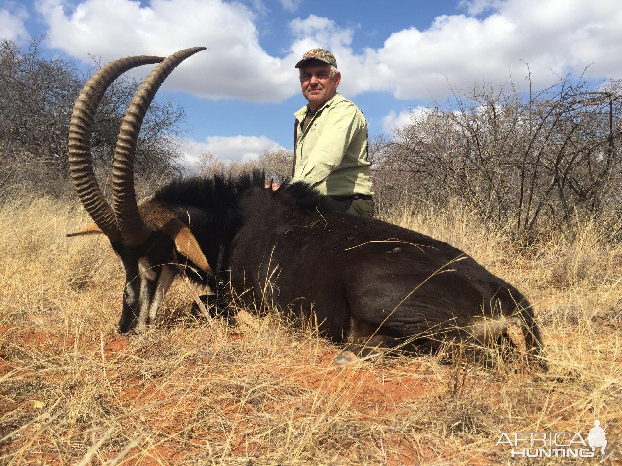 South Africa Hunt Sable Antelope