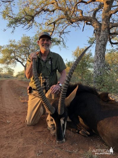 South Africa Hunt Sable Antelope