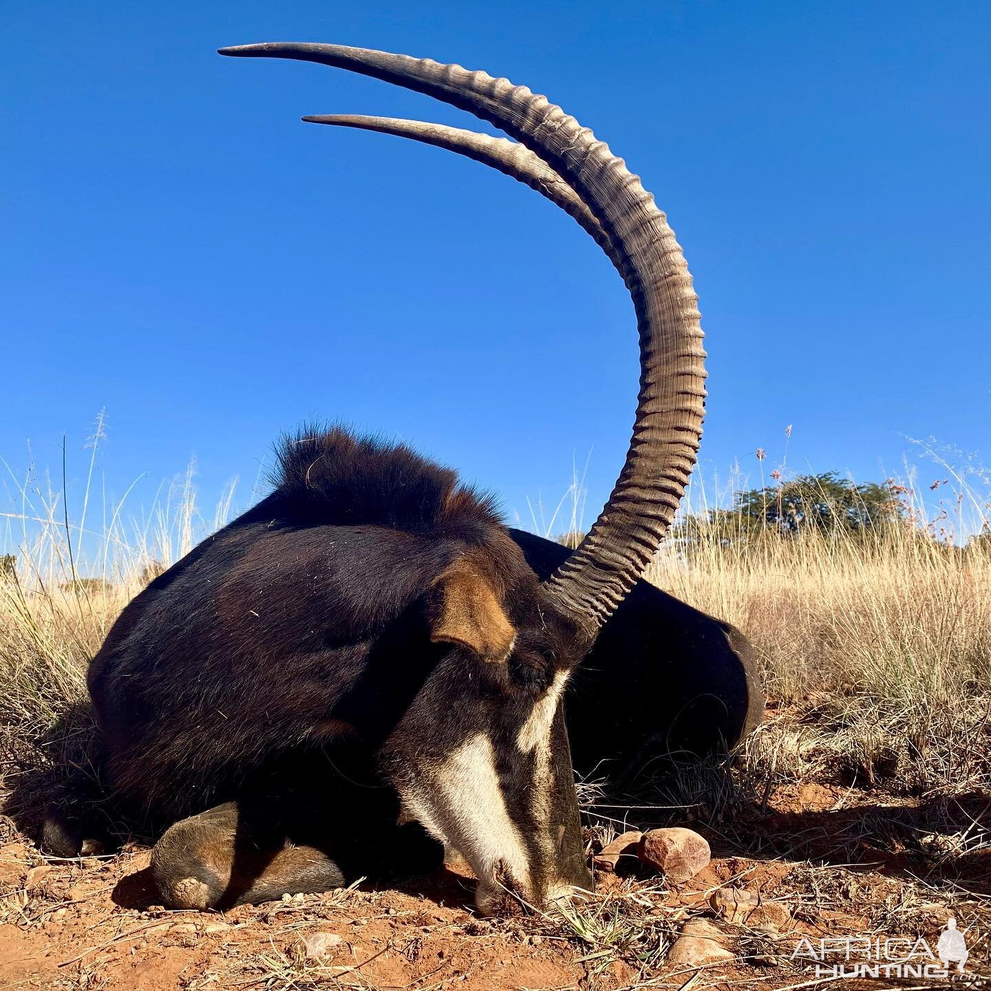 South Africa Hunt Sable Antelope