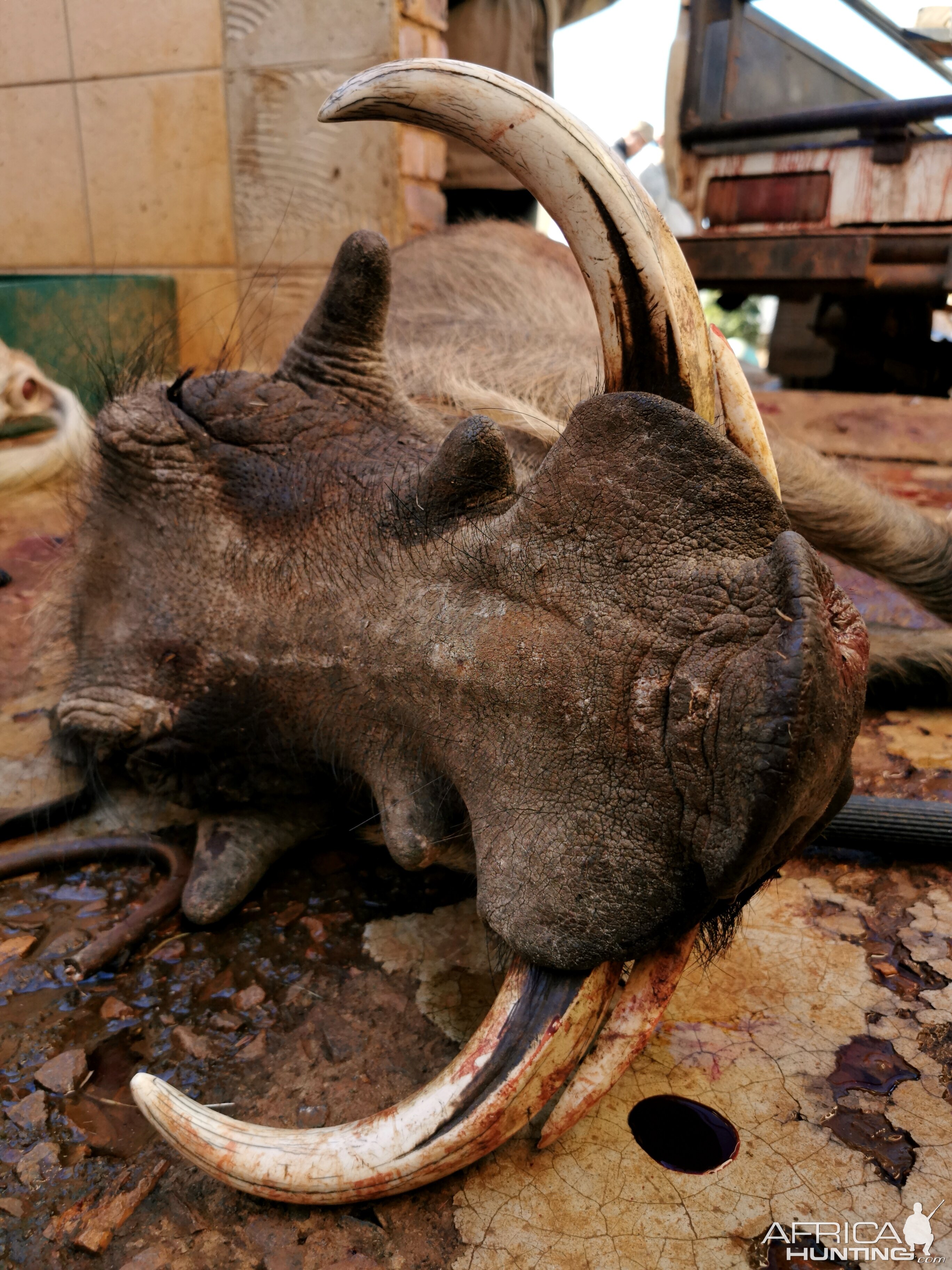 South Africa Hunt Warthog