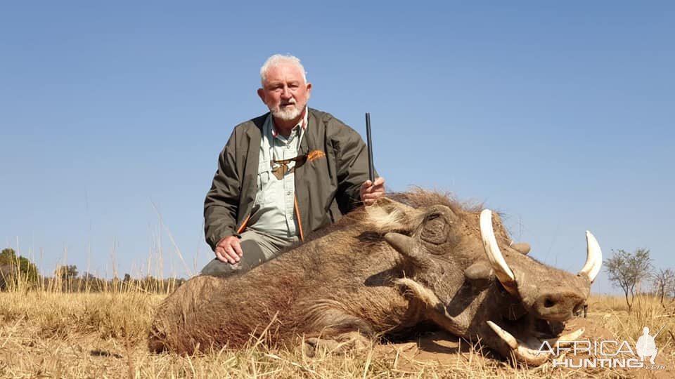 South Africa Hunt Warthog