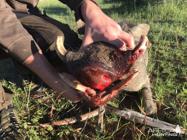 South Africa Hunt Warthog