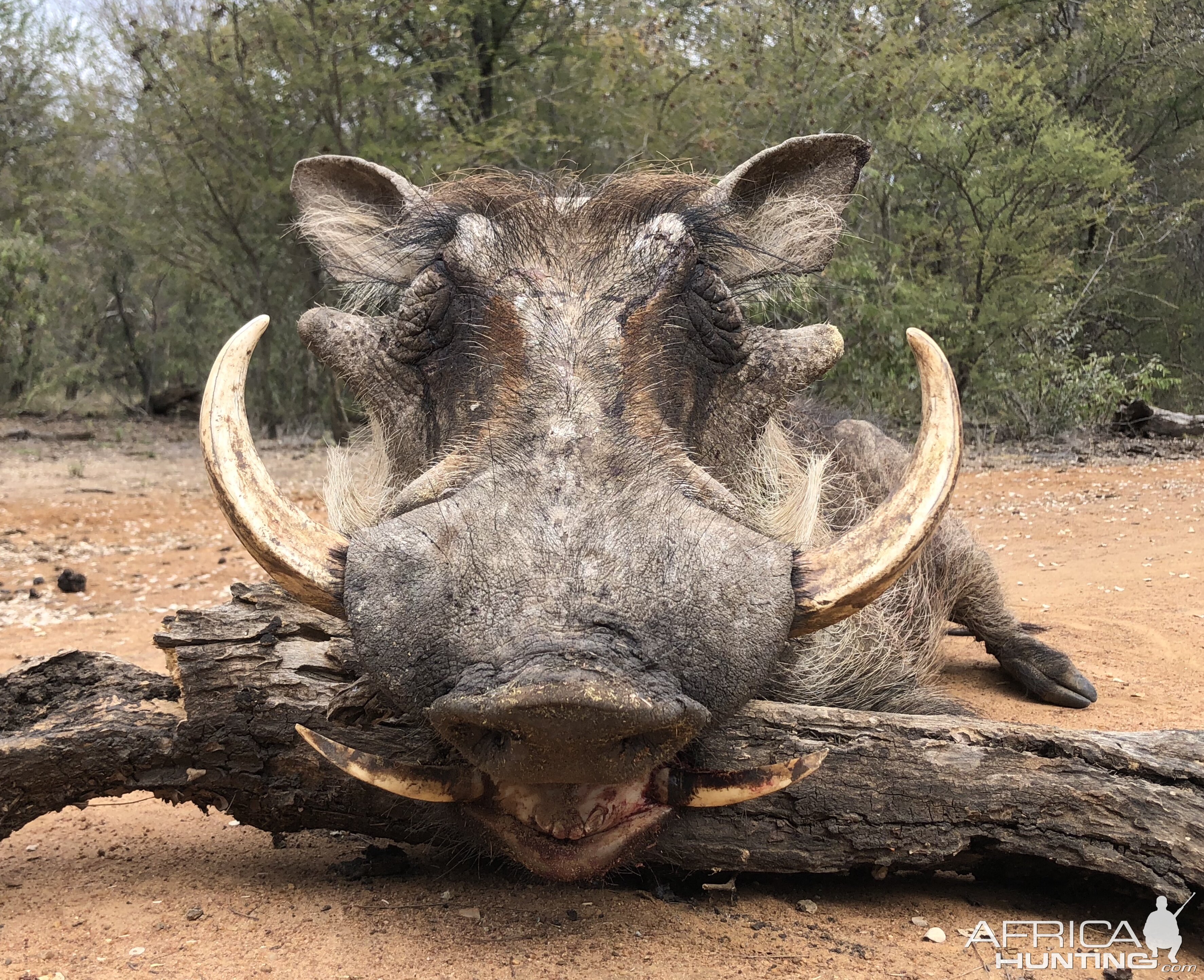 South Africa Hunt Warthog