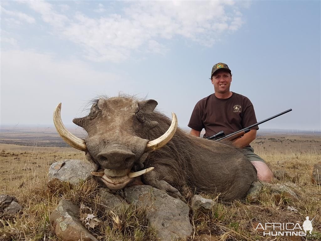 South Africa Hunt Warthog