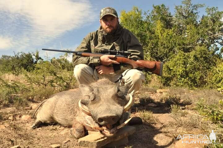 South Africa Hunt Warthog