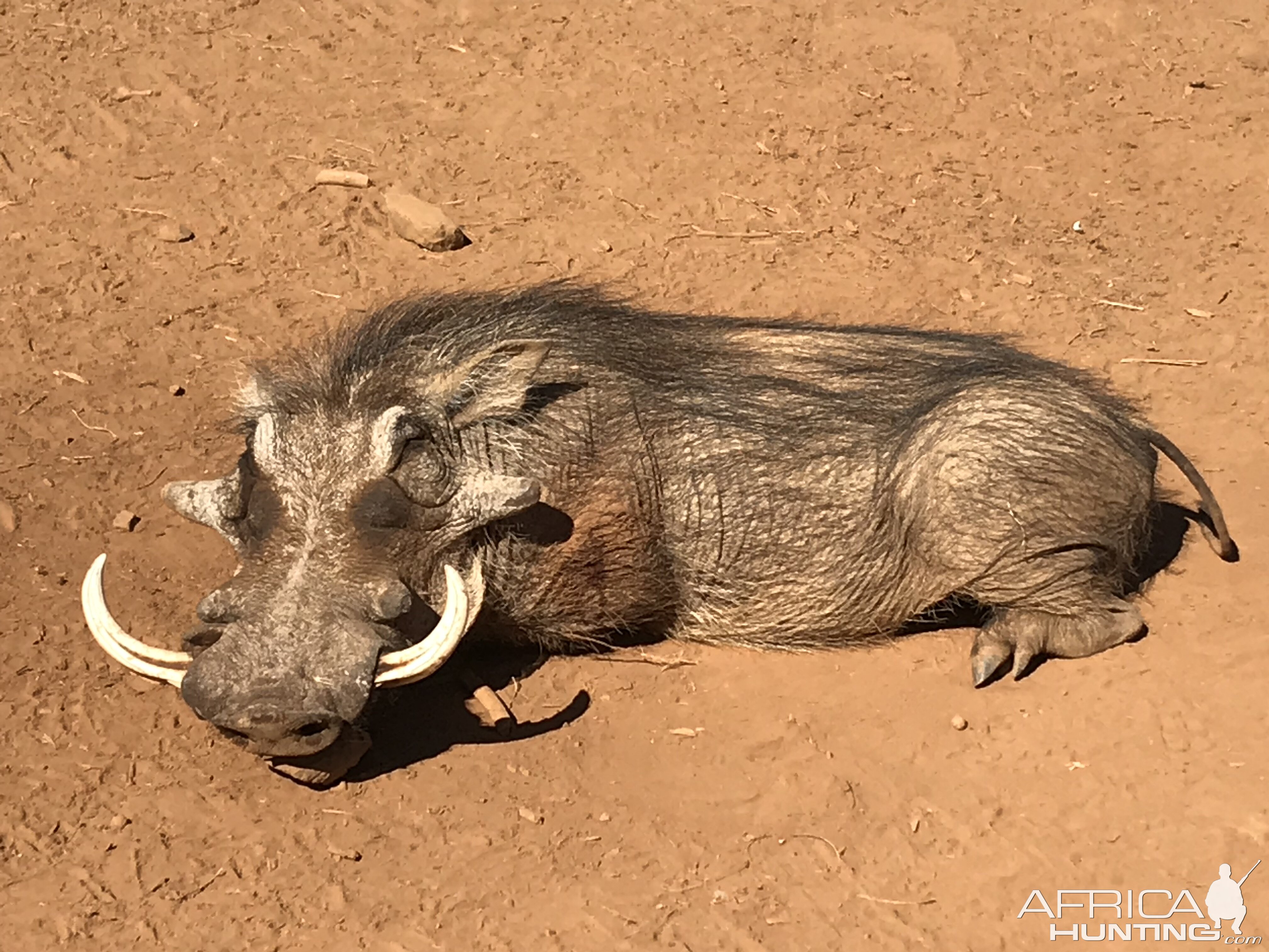 South Africa Hunt Warthog