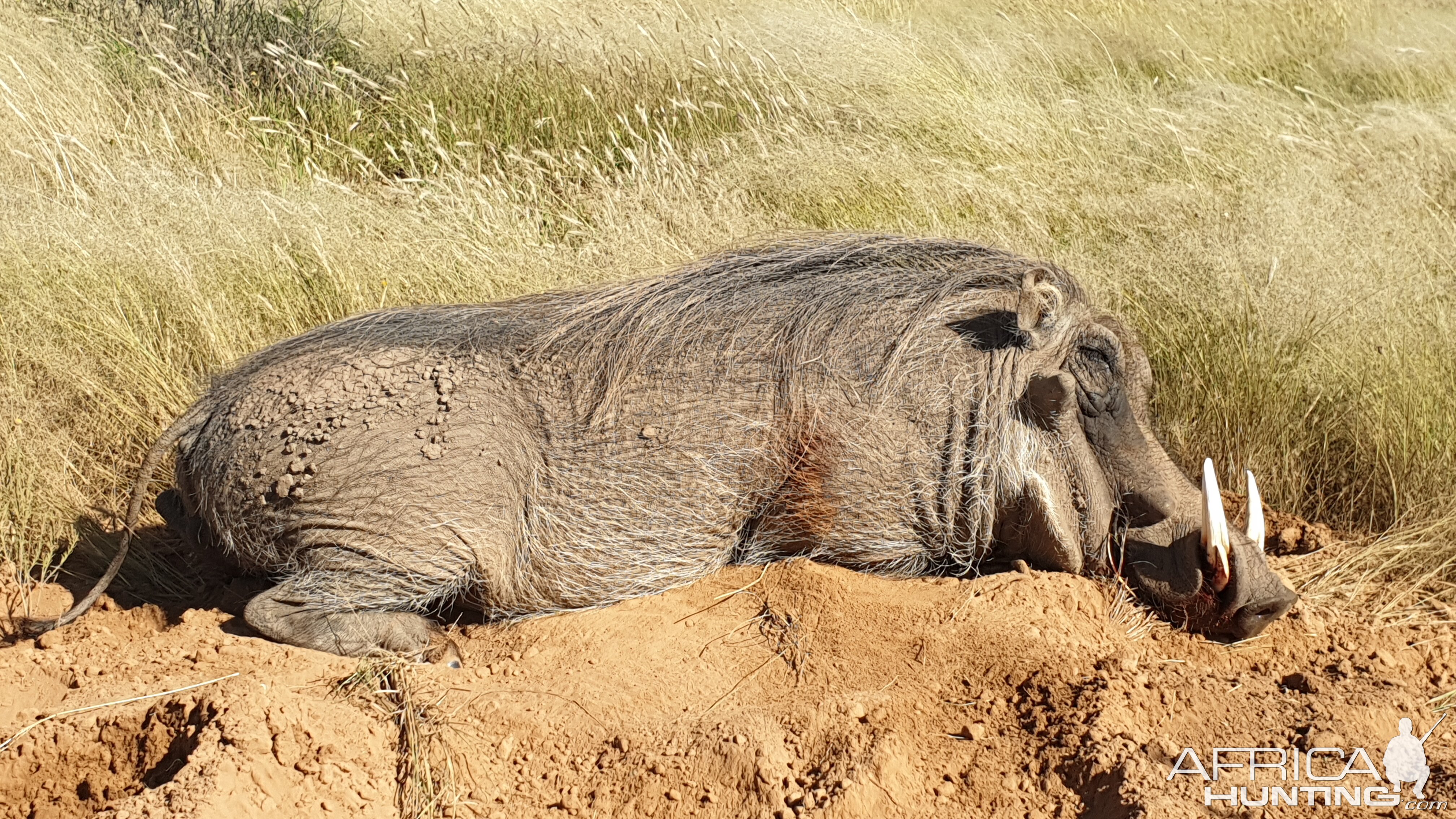 South Africa Hunt Warthog