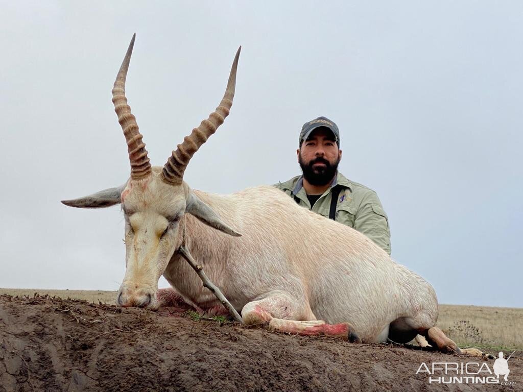 South Africa Hunt White Blesbok