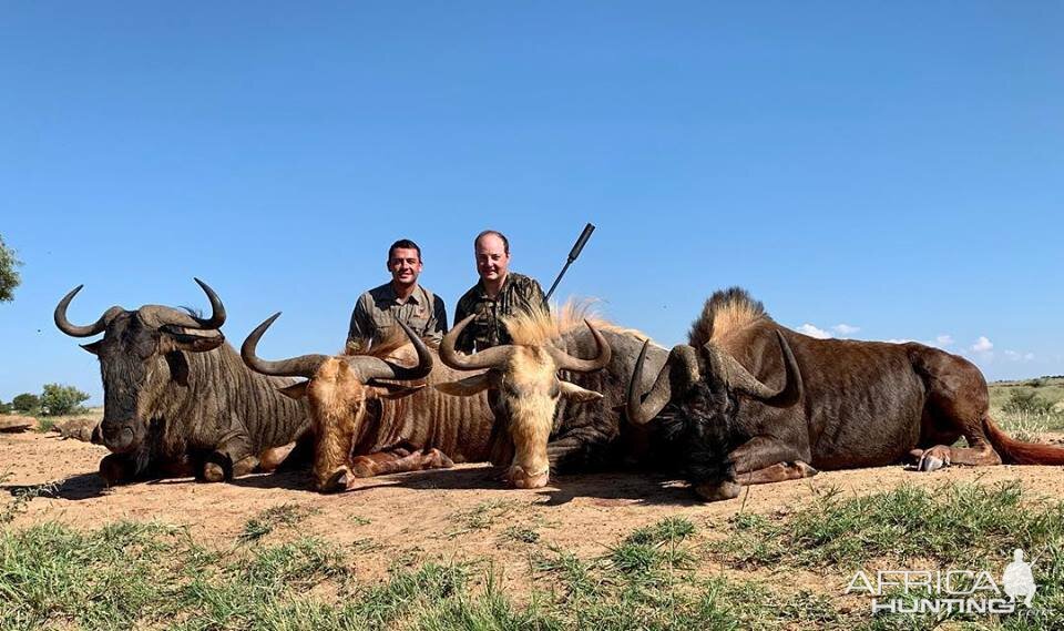 South Africa Hunt Wildebeest Slam