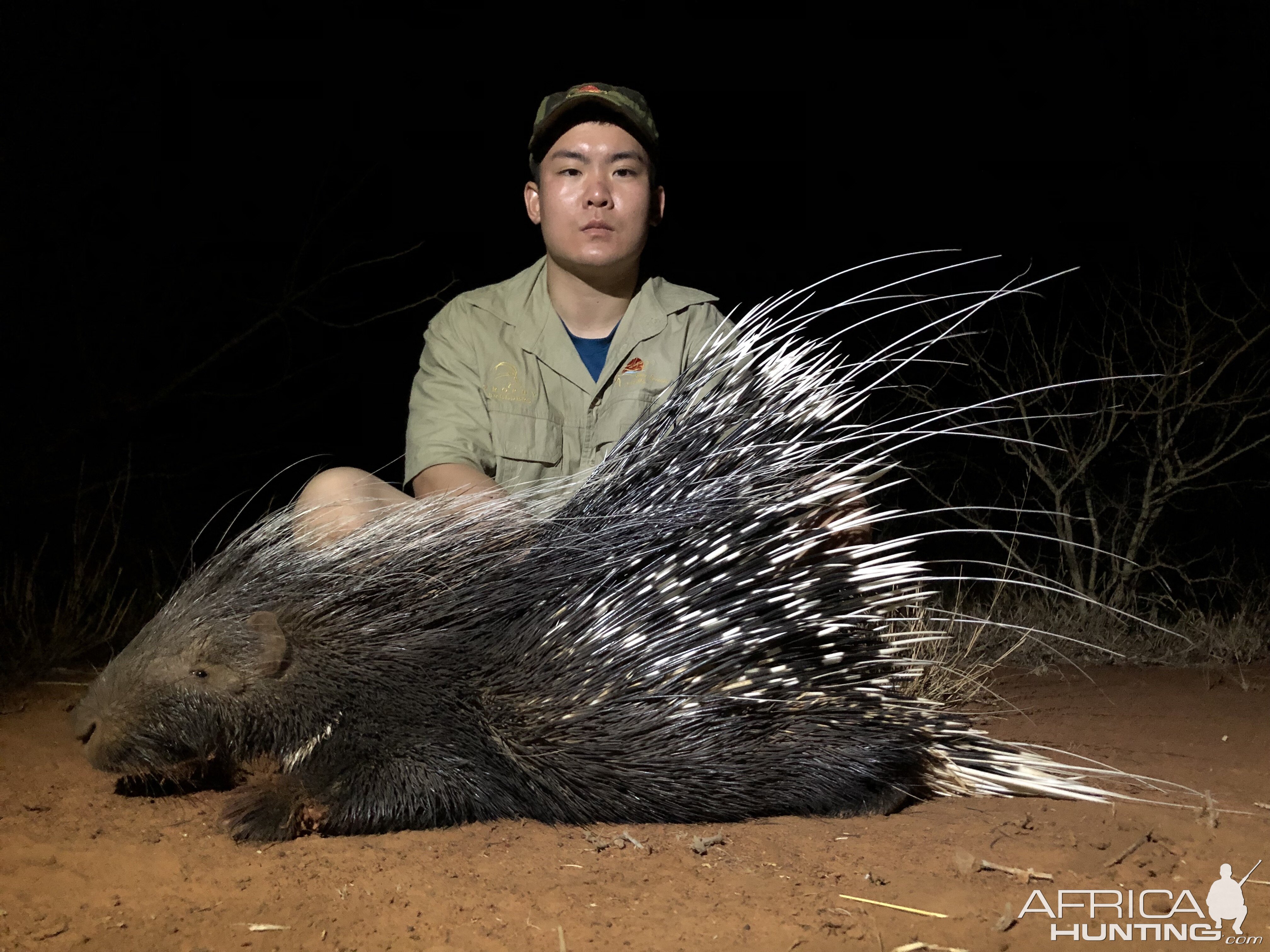 South Africa Hunting African Porcupine