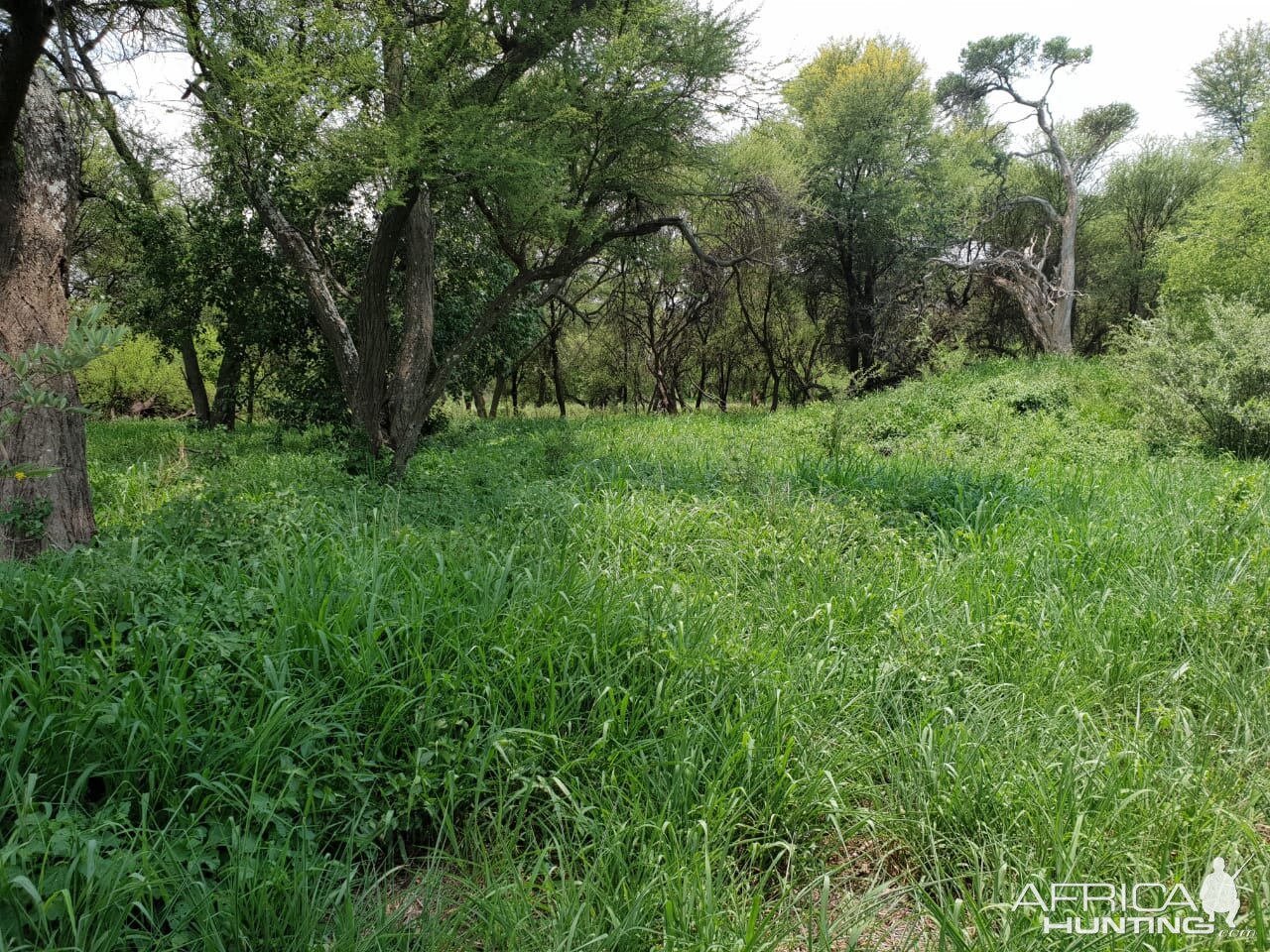 South Africa Hunting Area