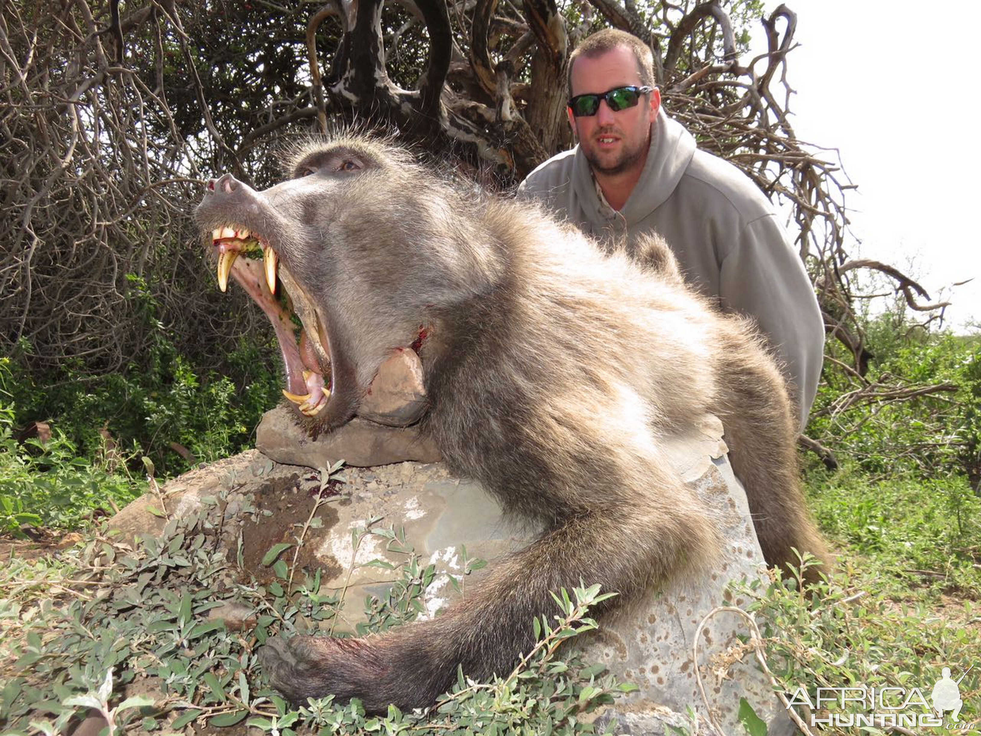 South Africa Hunting Baboon