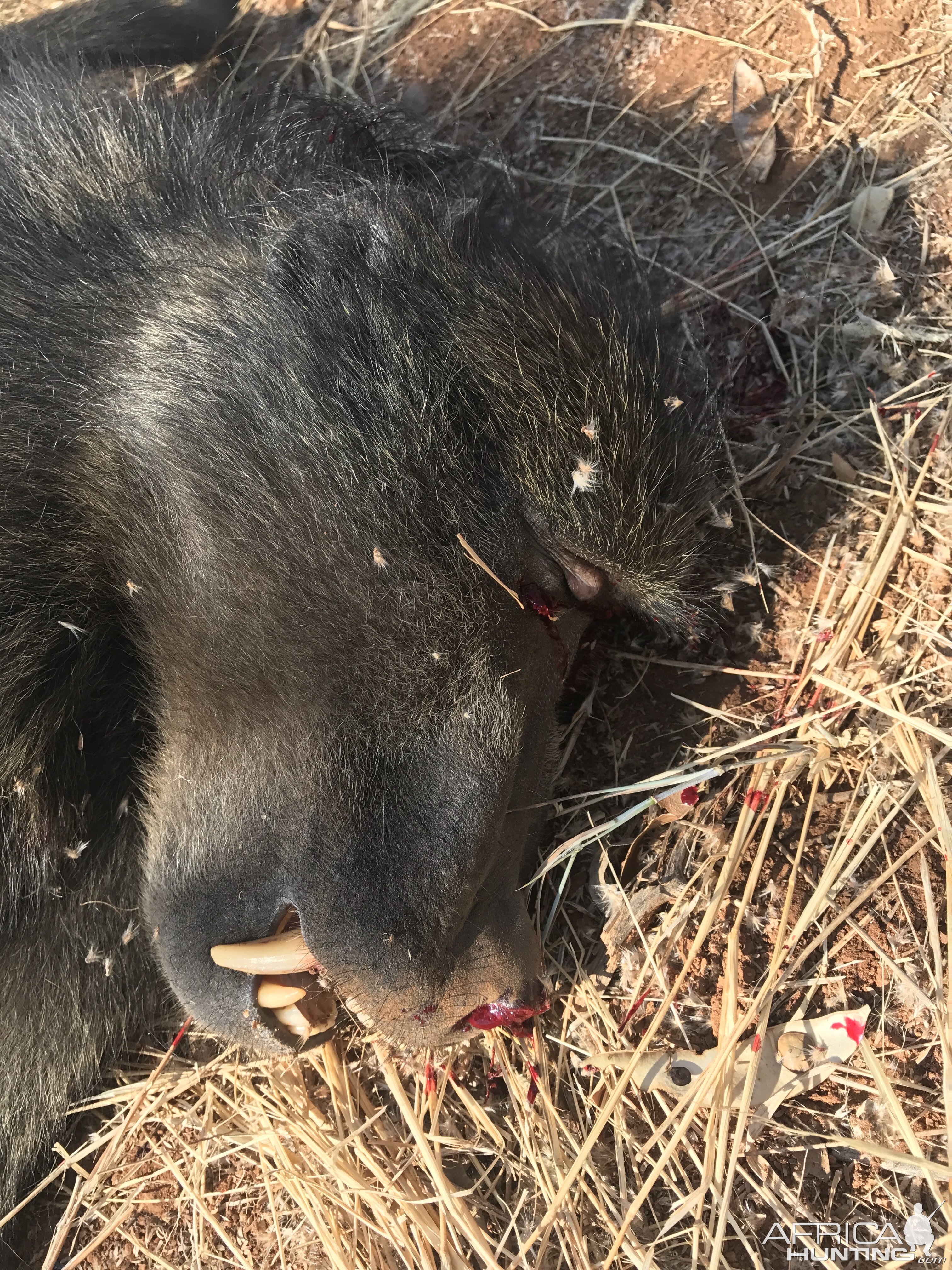 South Africa Hunting Baboon