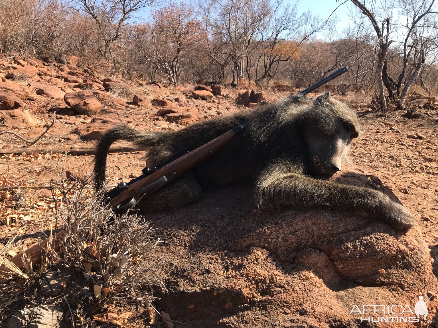 South Africa Hunting Baboon | Hunting