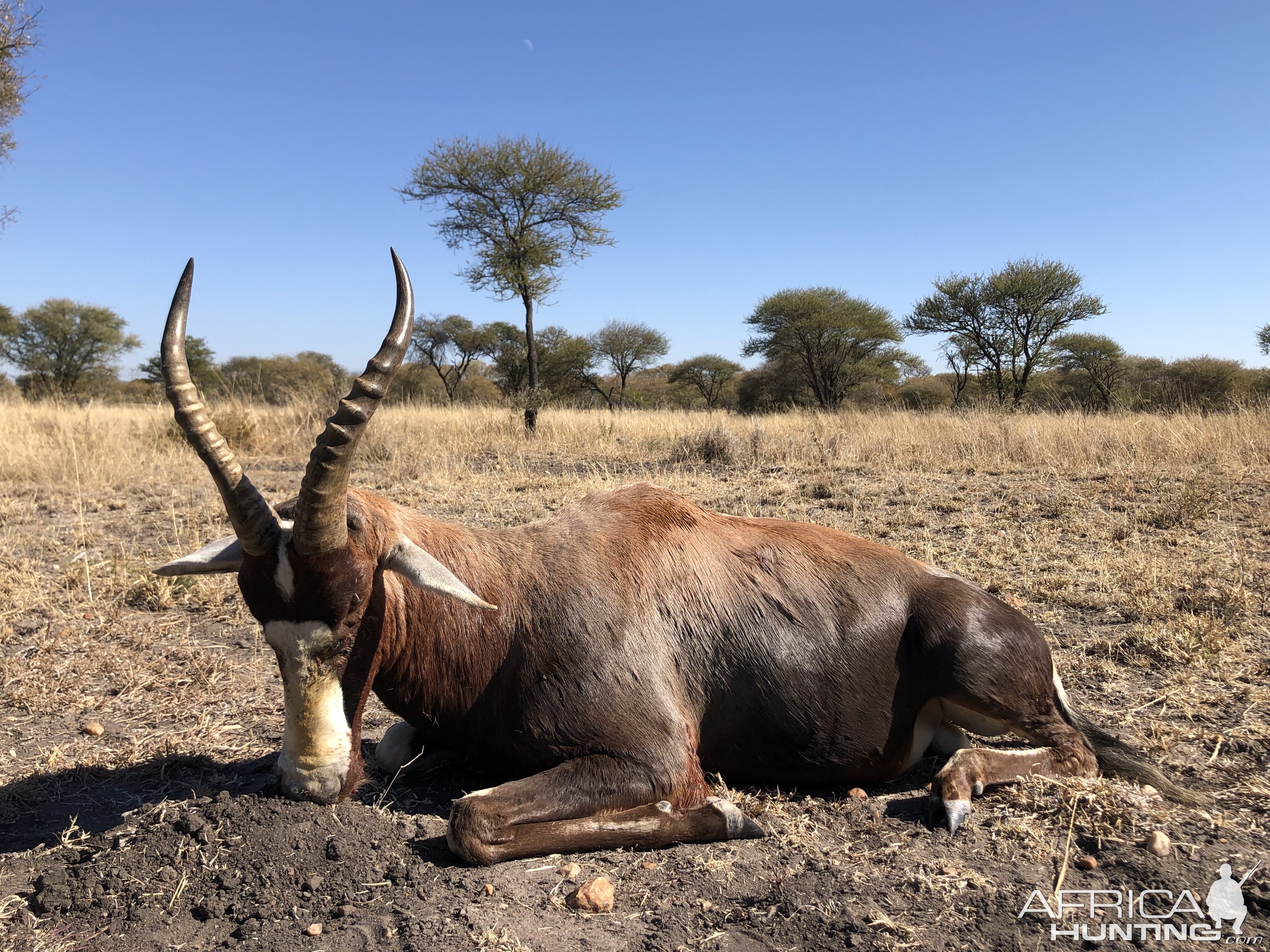 South Africa Hunting Blesbok