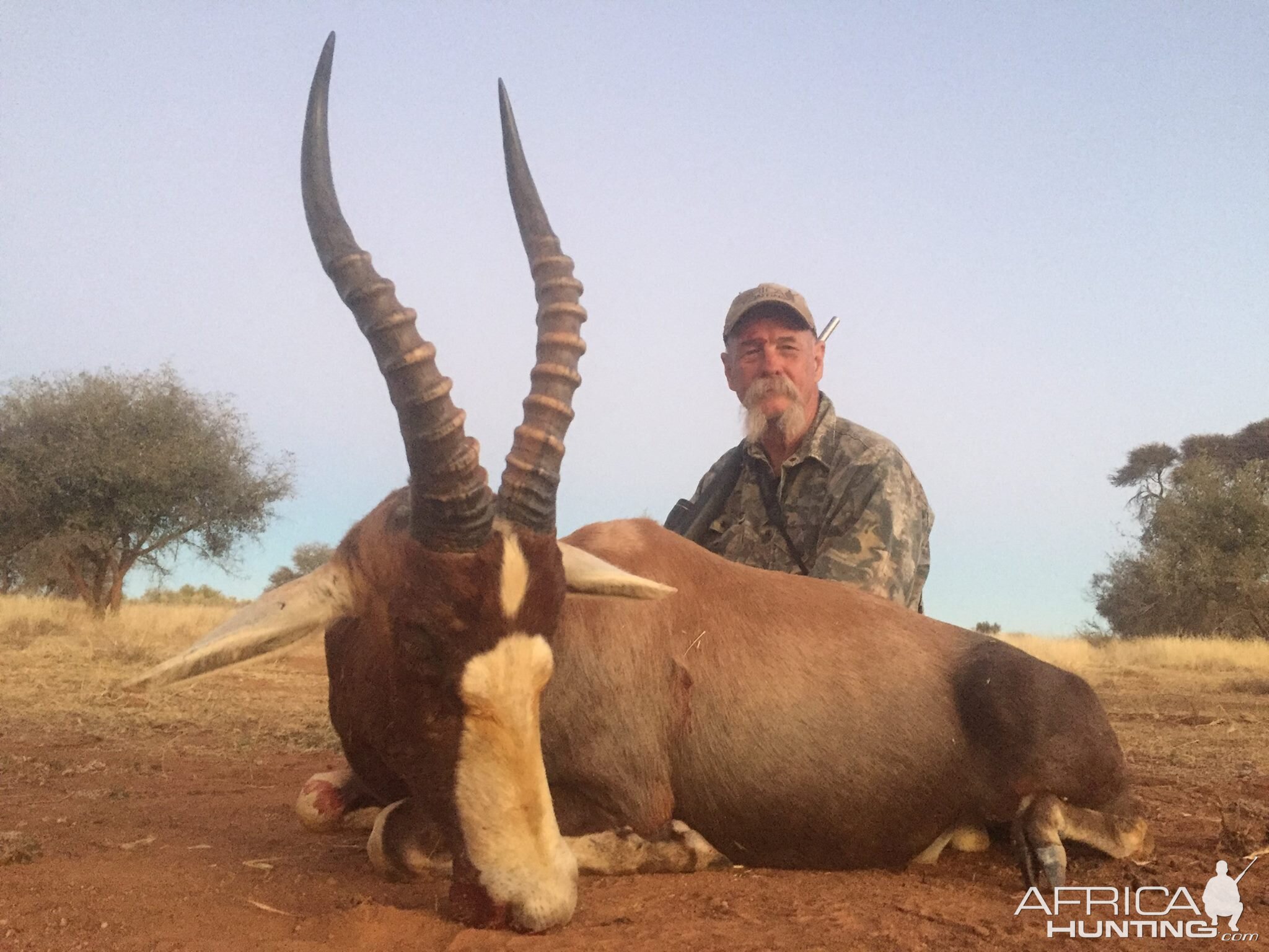 South Africa Hunting Blesbok