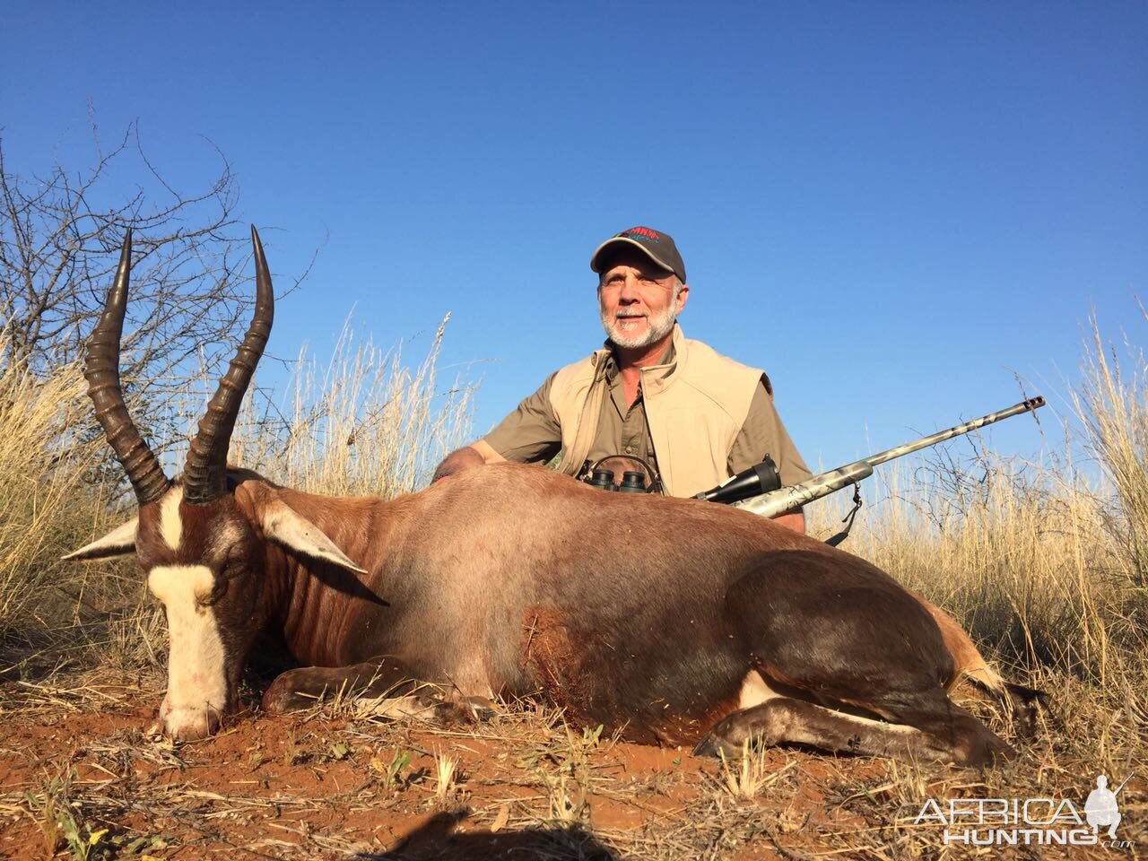 South Africa Hunting Blesbok