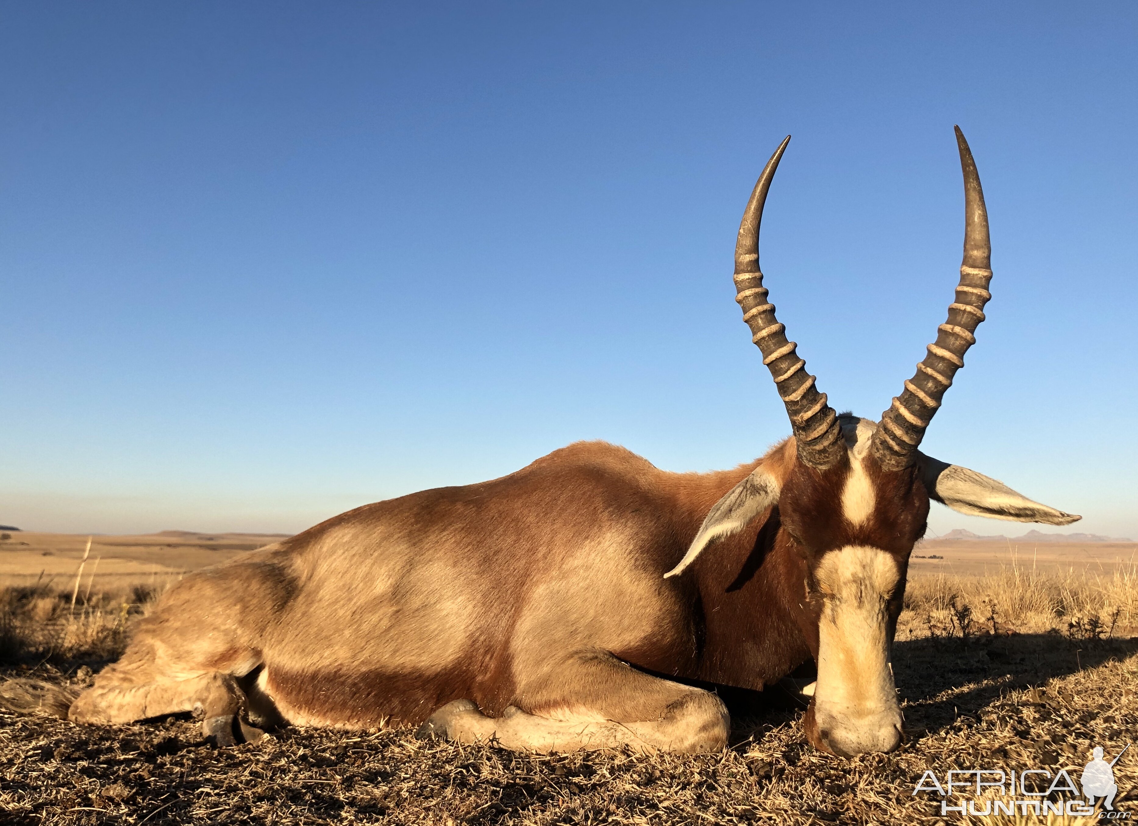 South Africa Hunting Blesbok