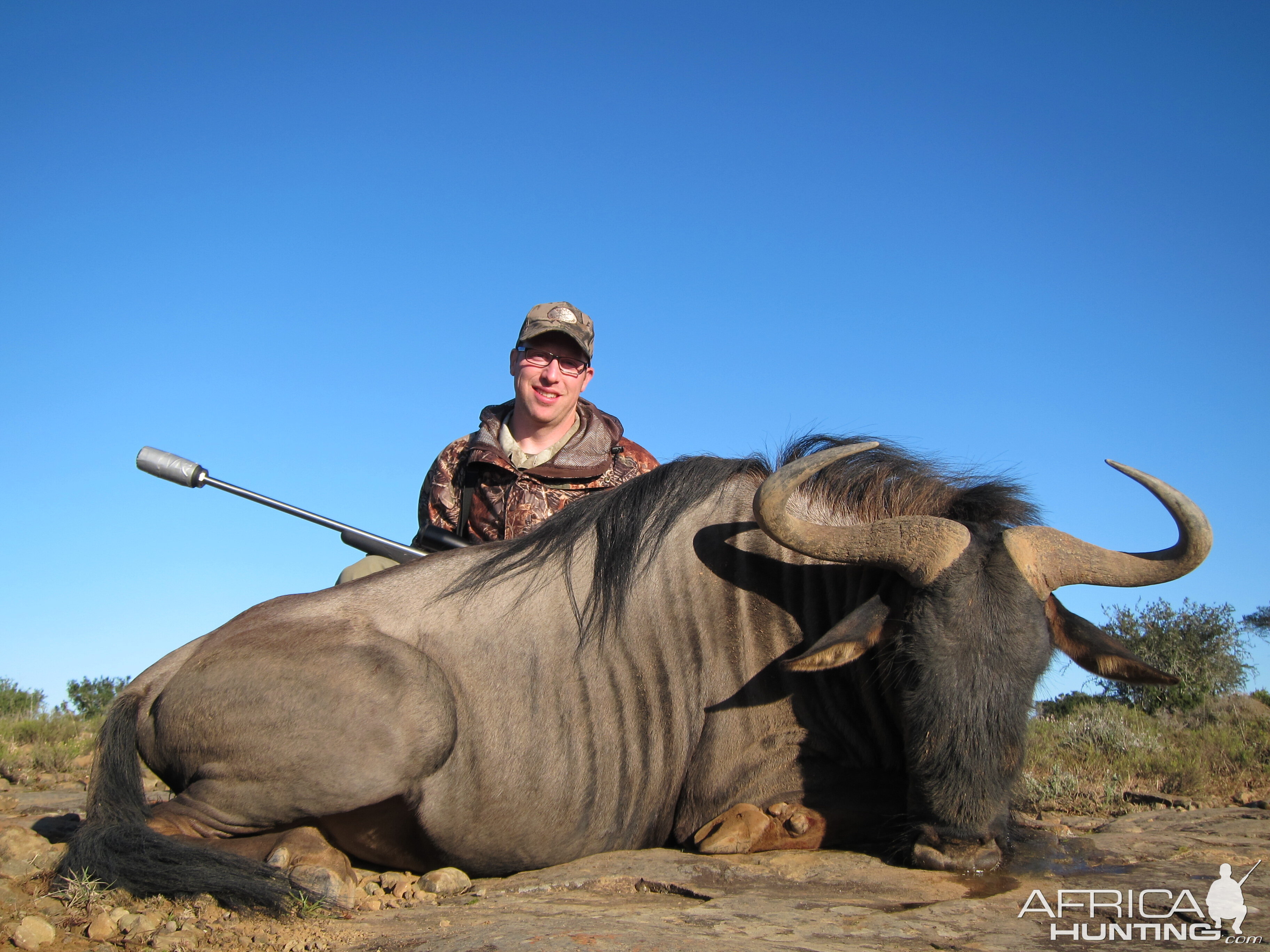 South Africa Hunting Blue Wildebeest