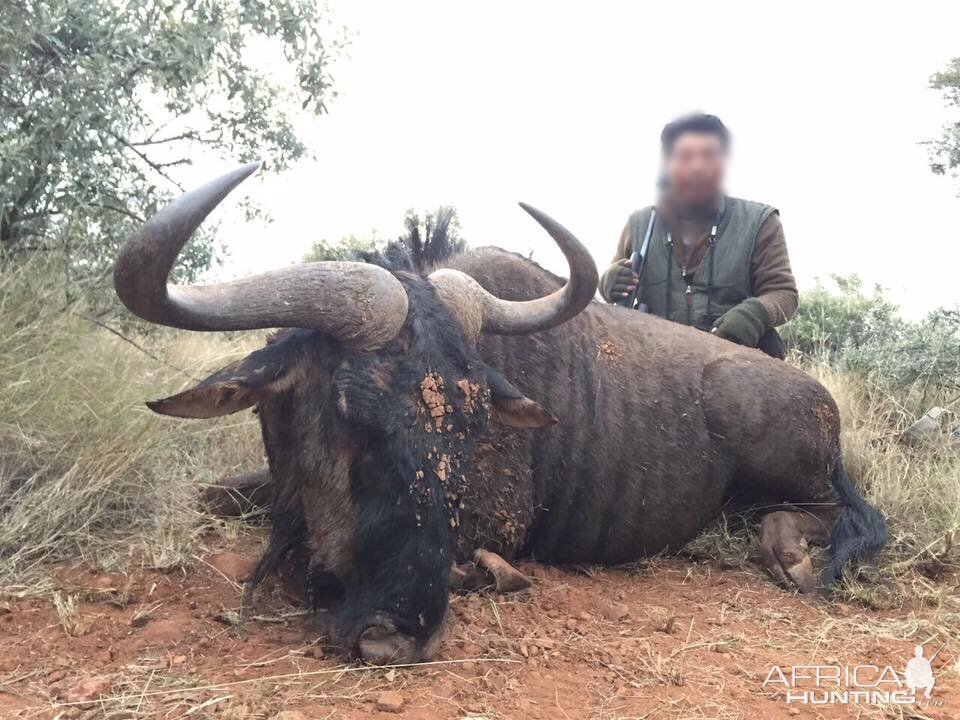 South Africa Hunting Blue Wildebeest