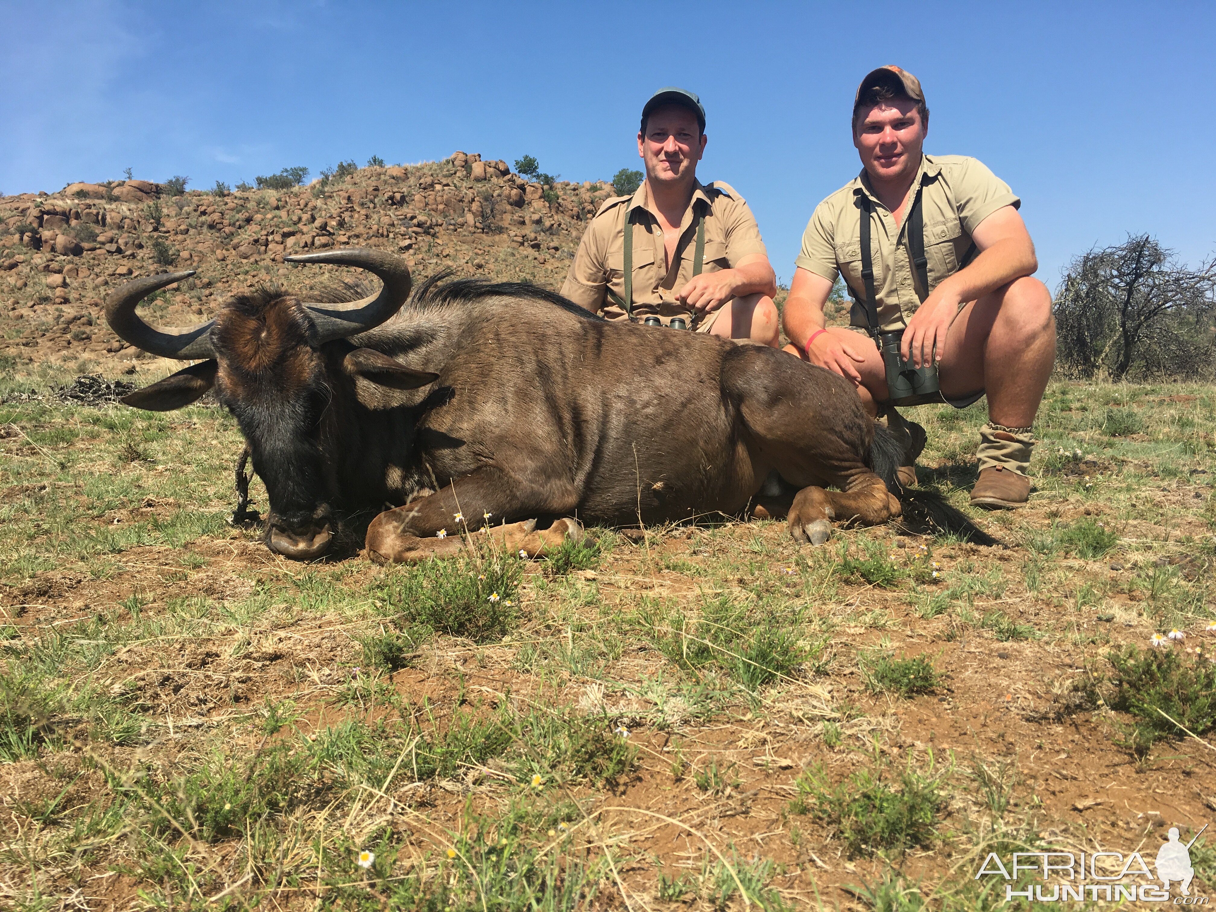 South Africa Hunting Blue Wildebeest