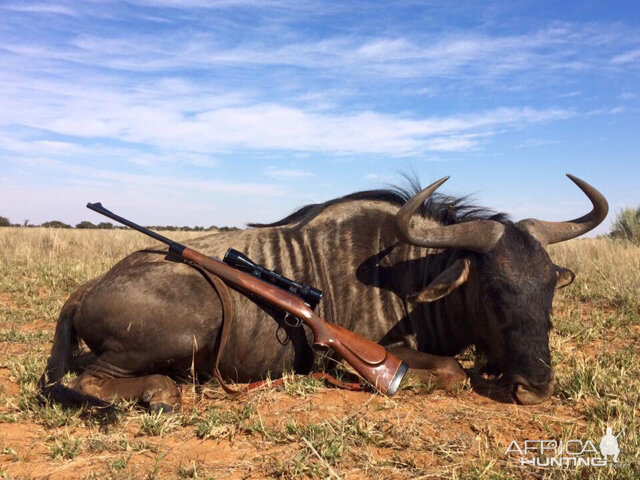 South Africa Hunting Blue Wildebeest