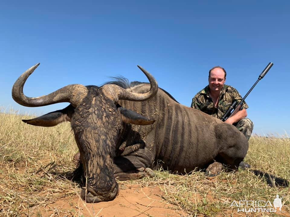 South Africa Hunting Blue Wildebeest