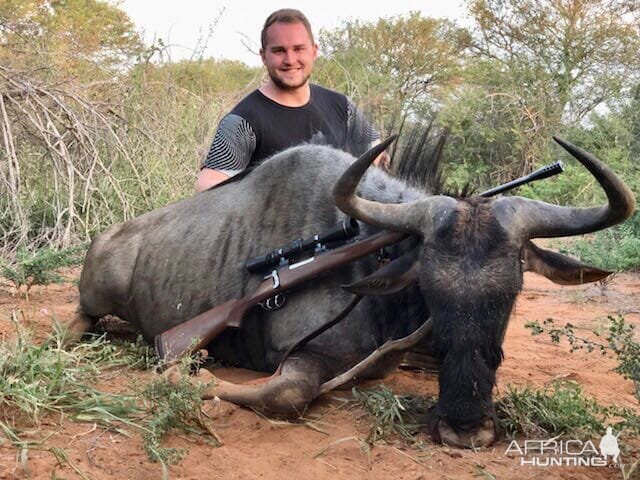 South Africa Hunting Blue Wildebeest