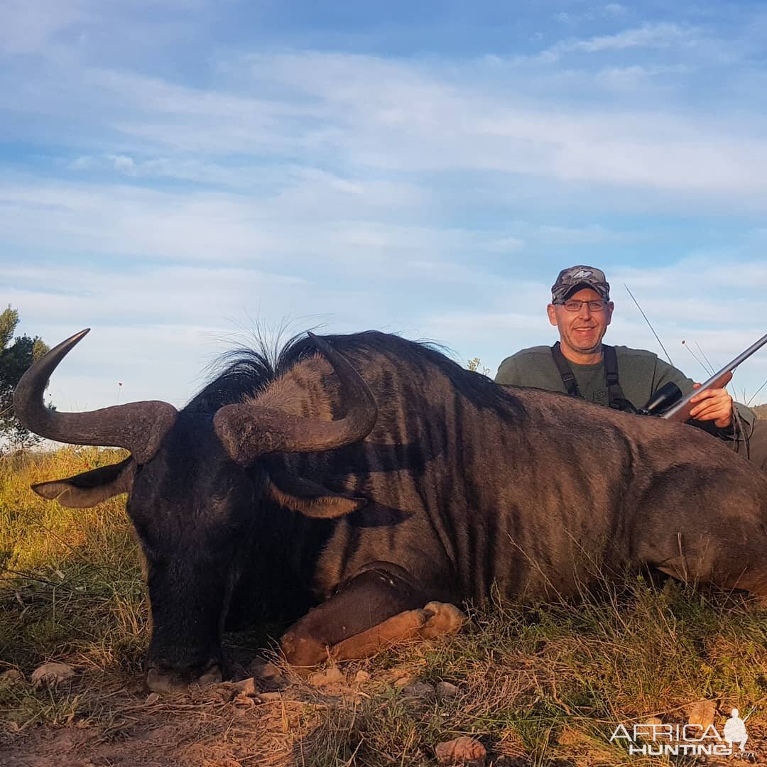 South Africa Hunting Blue Wildebeest