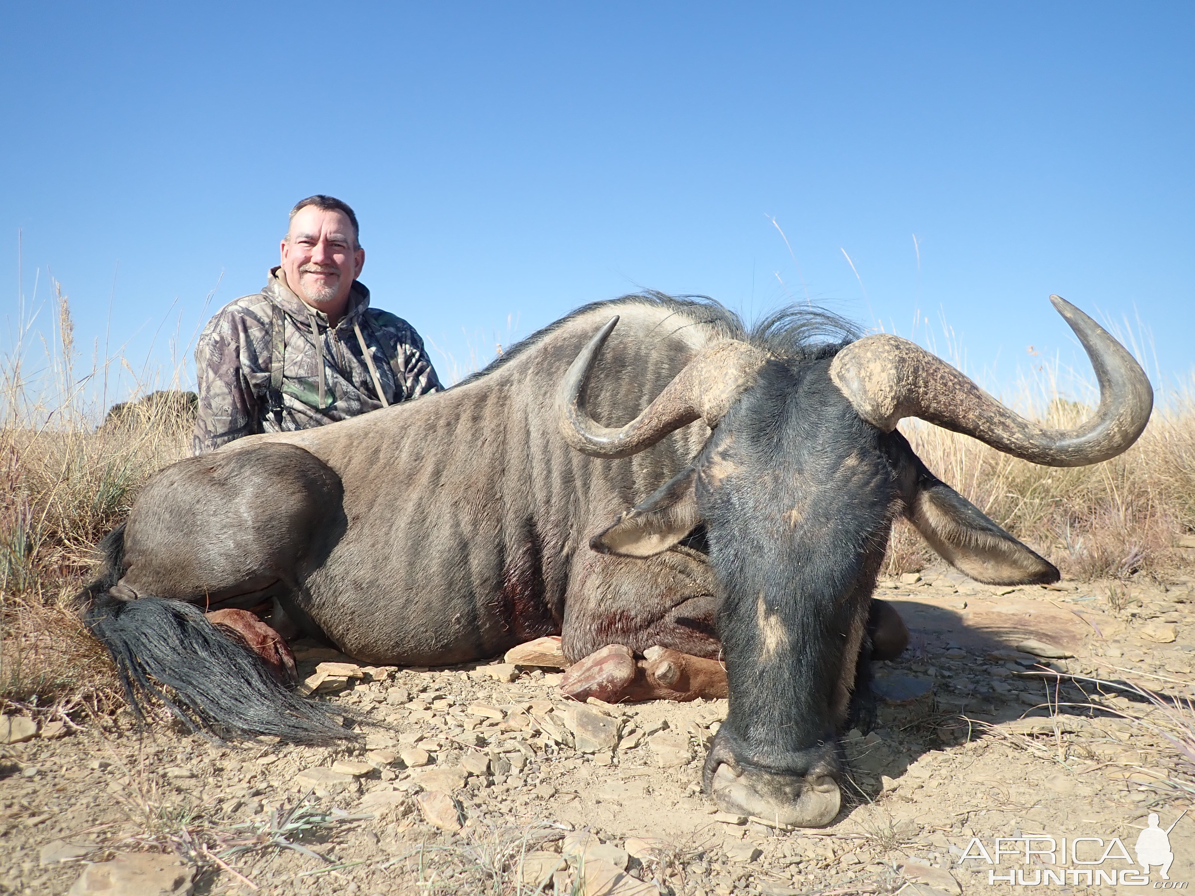 South Africa Hunting Blue Wildebeest