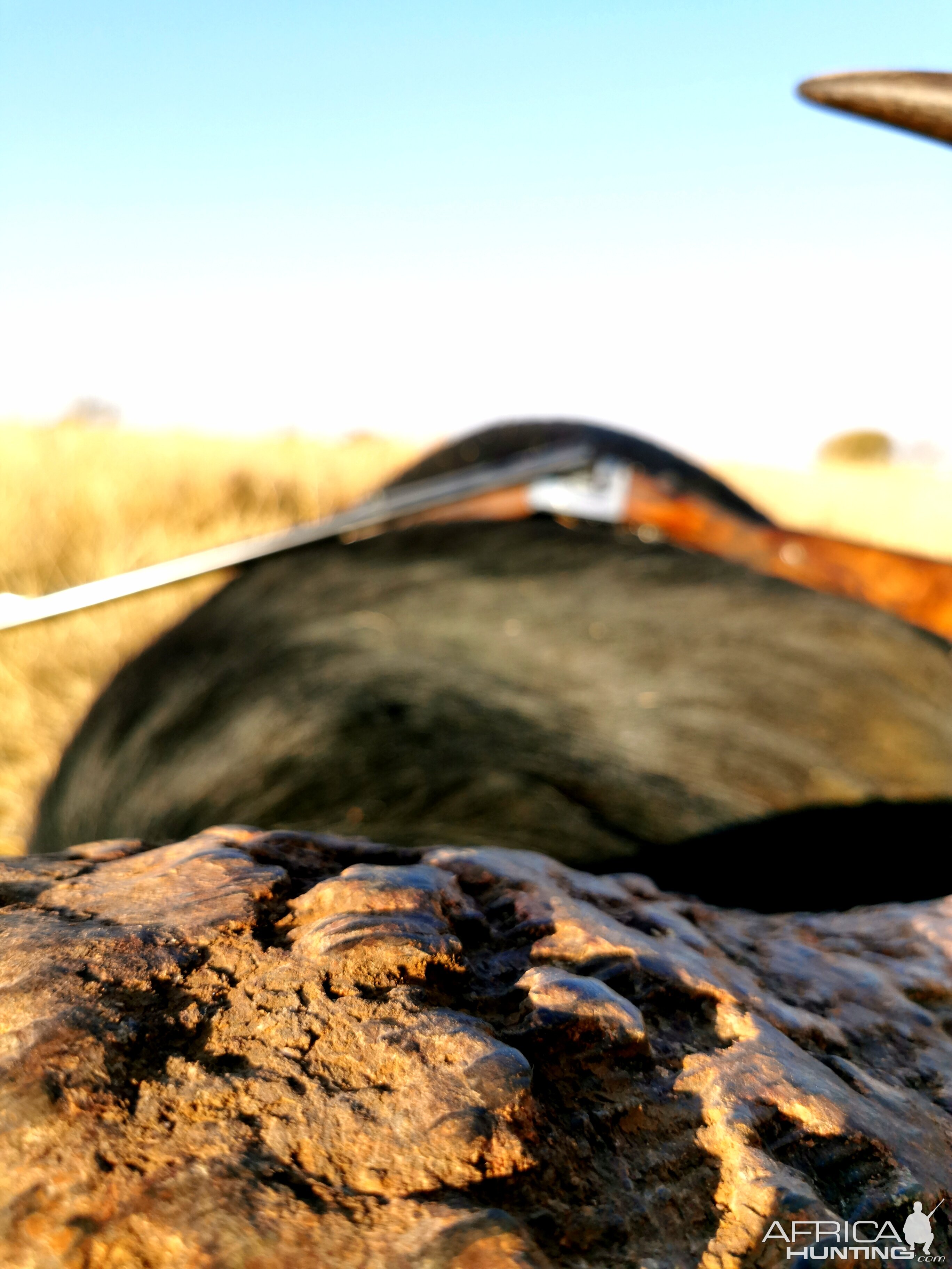 South Africa Hunting Buffalo