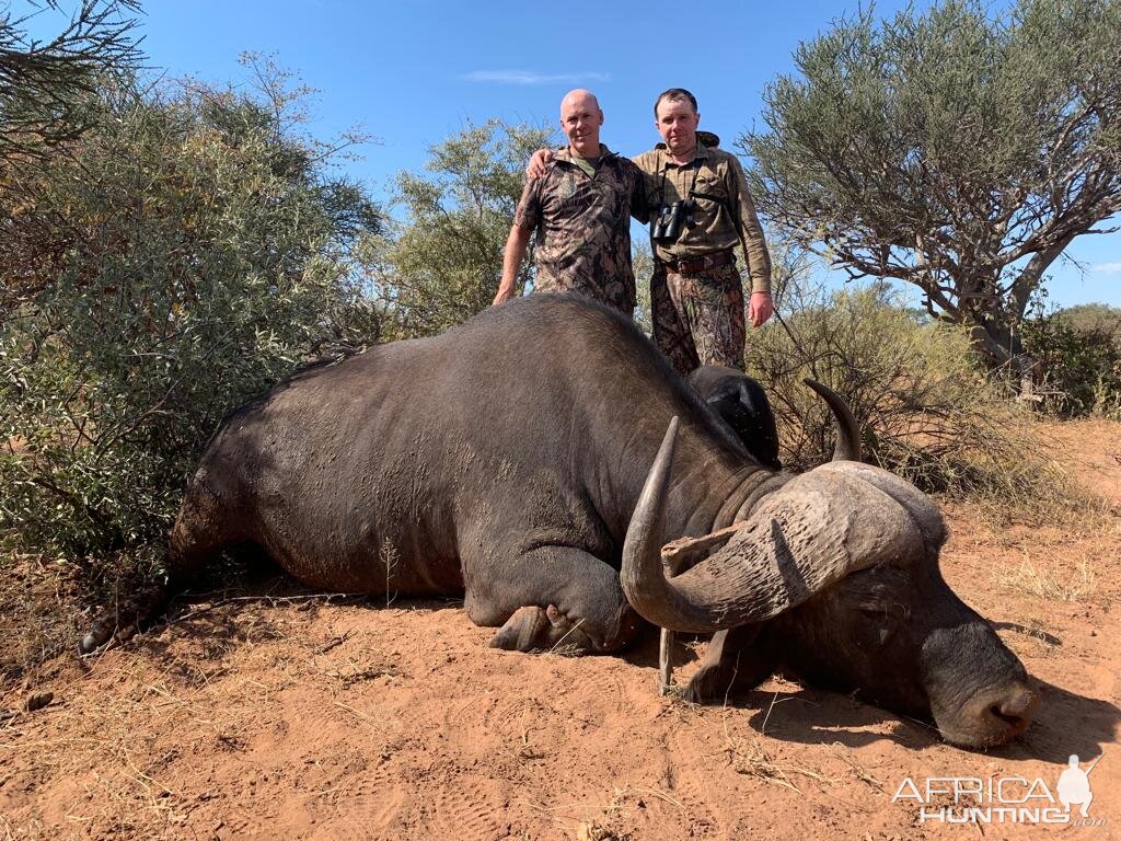 South Africa Hunting Buffalo