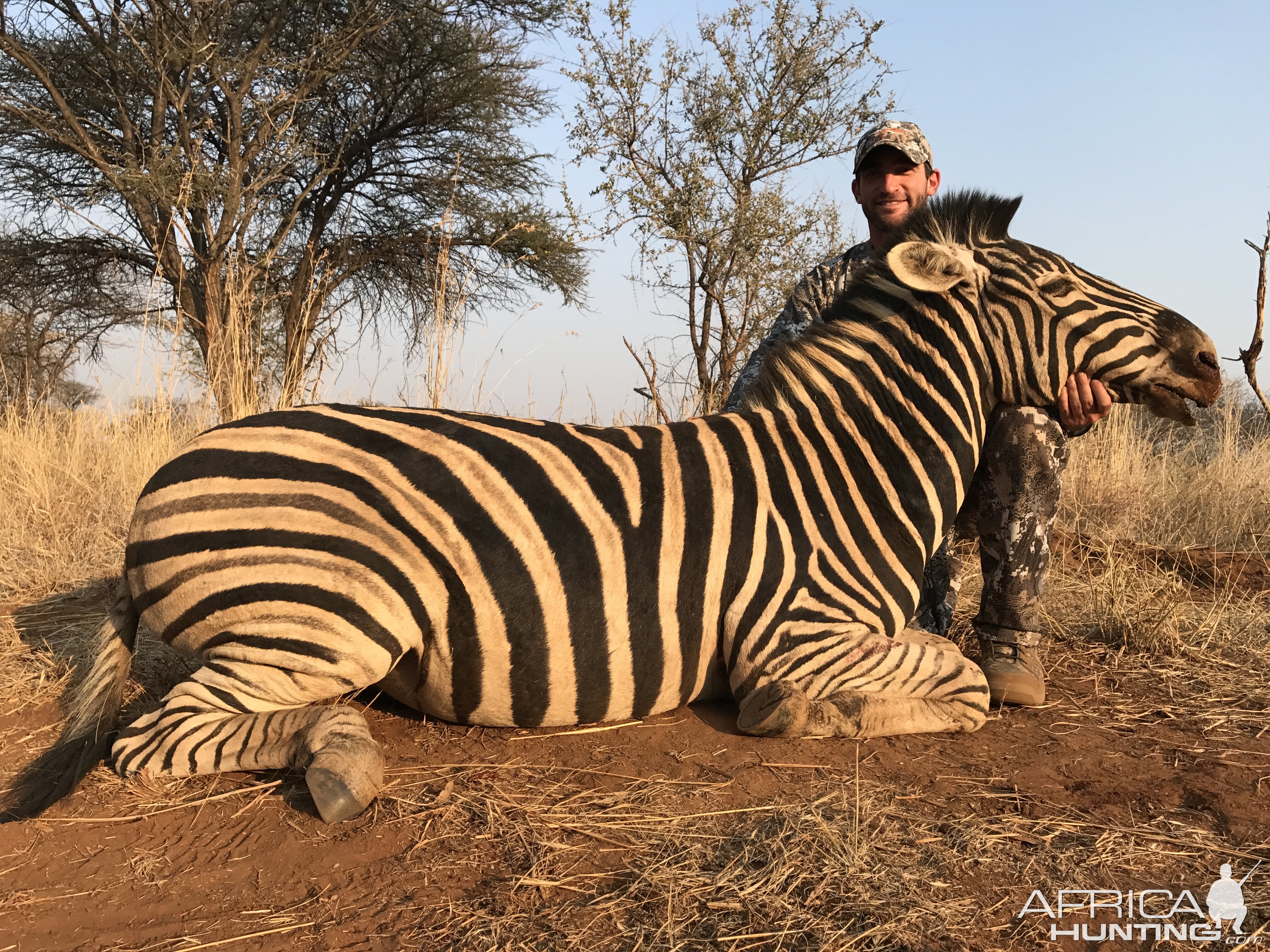 South Africa Hunting Burchell's Plain Zebra