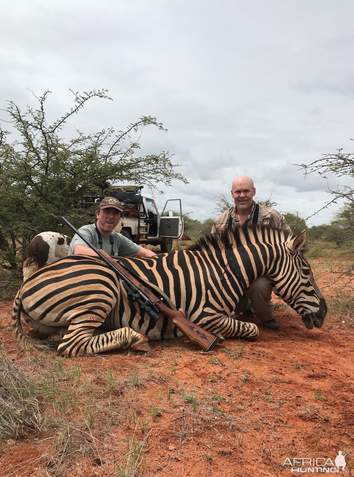 South Africa Hunting Burchell's Plain Zebra