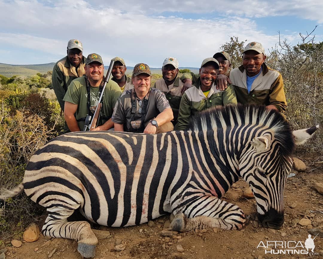 South Africa Hunting Burchell's Plain Zebra