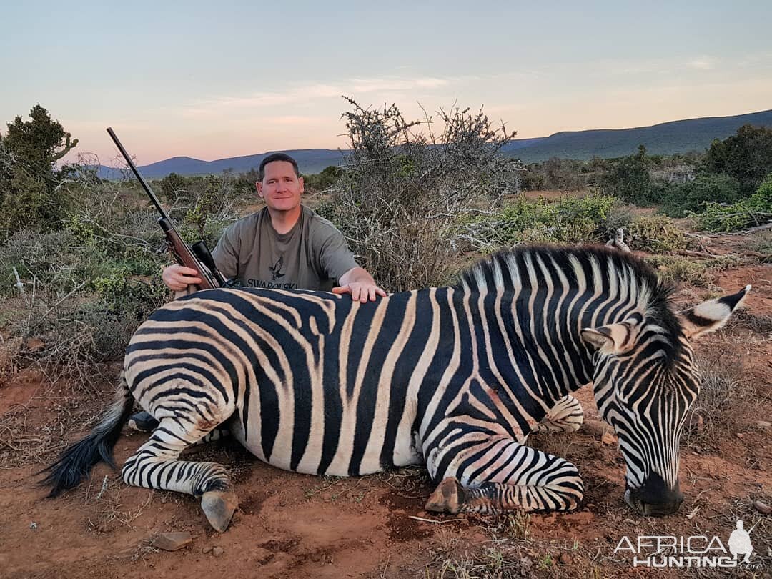 South Africa Hunting Burchell's Plain Zebra