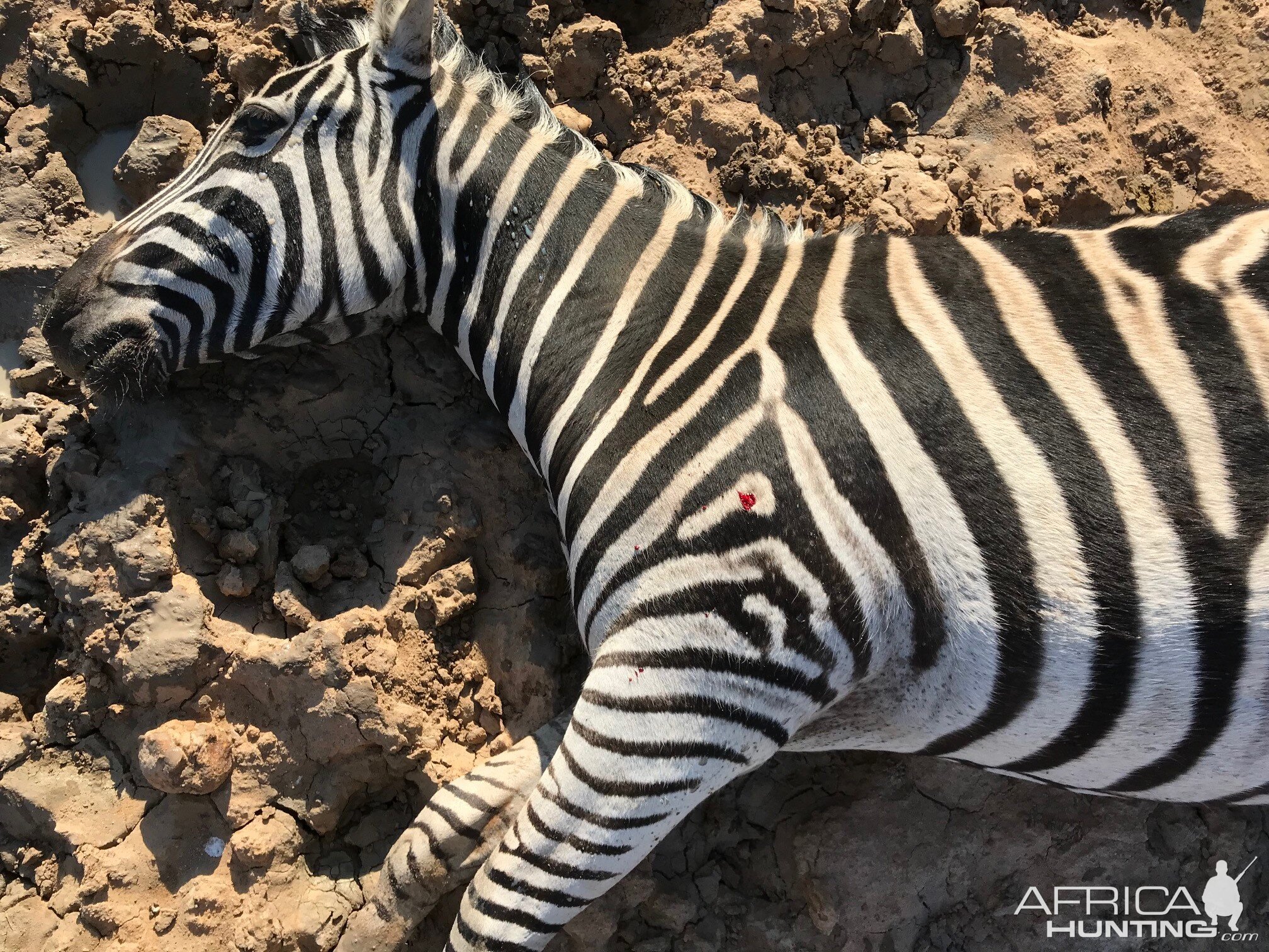 South Africa Hunting Burchell's Plain Zebra