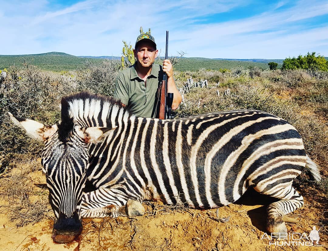 South Africa Hunting Burchell's Plain Zebra