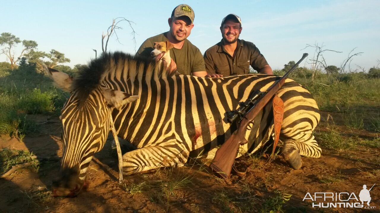 South Africa Hunting Burchell's Plain Zebra