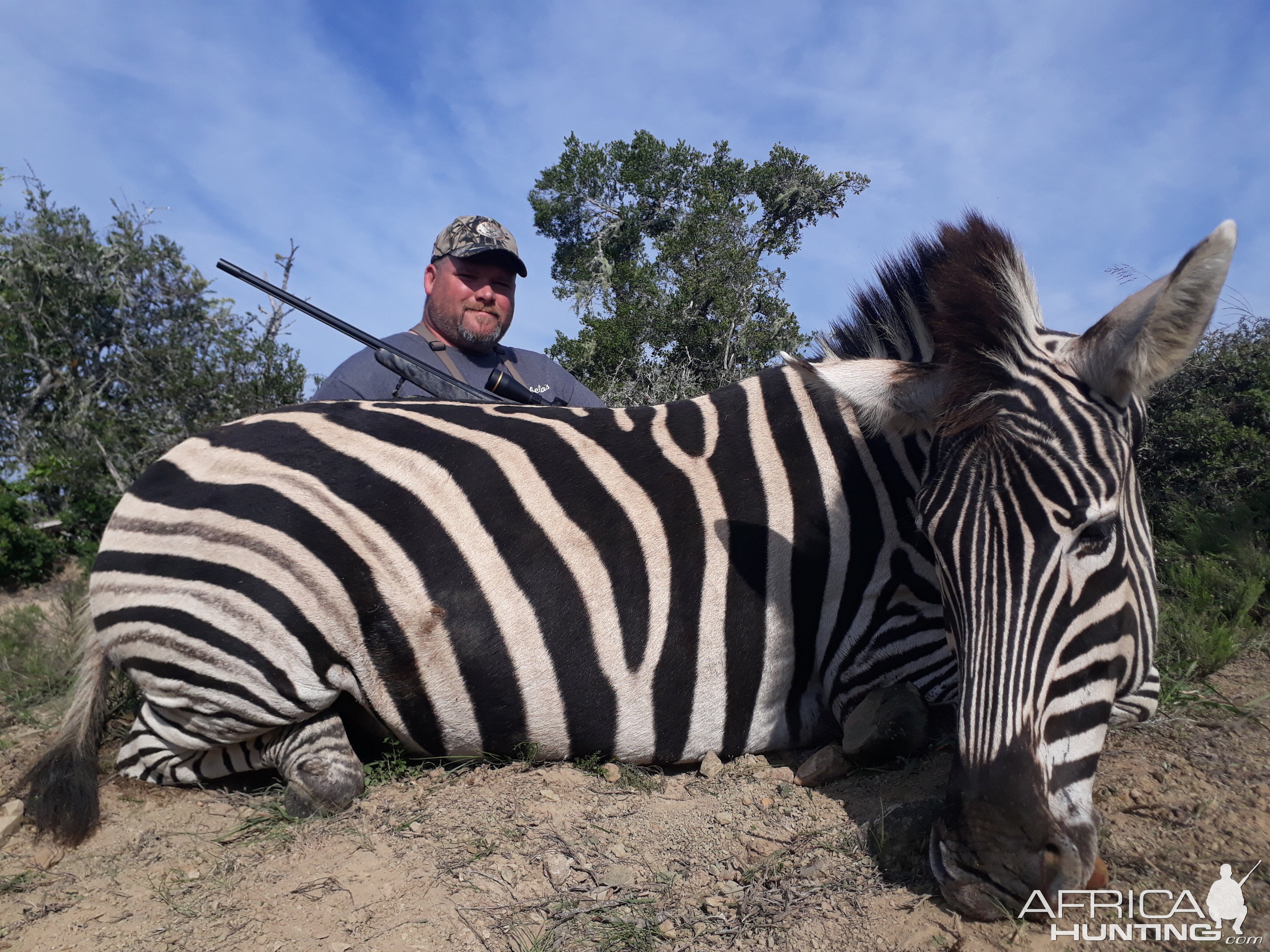 South Africa Hunting Burchell's Plain Zebra