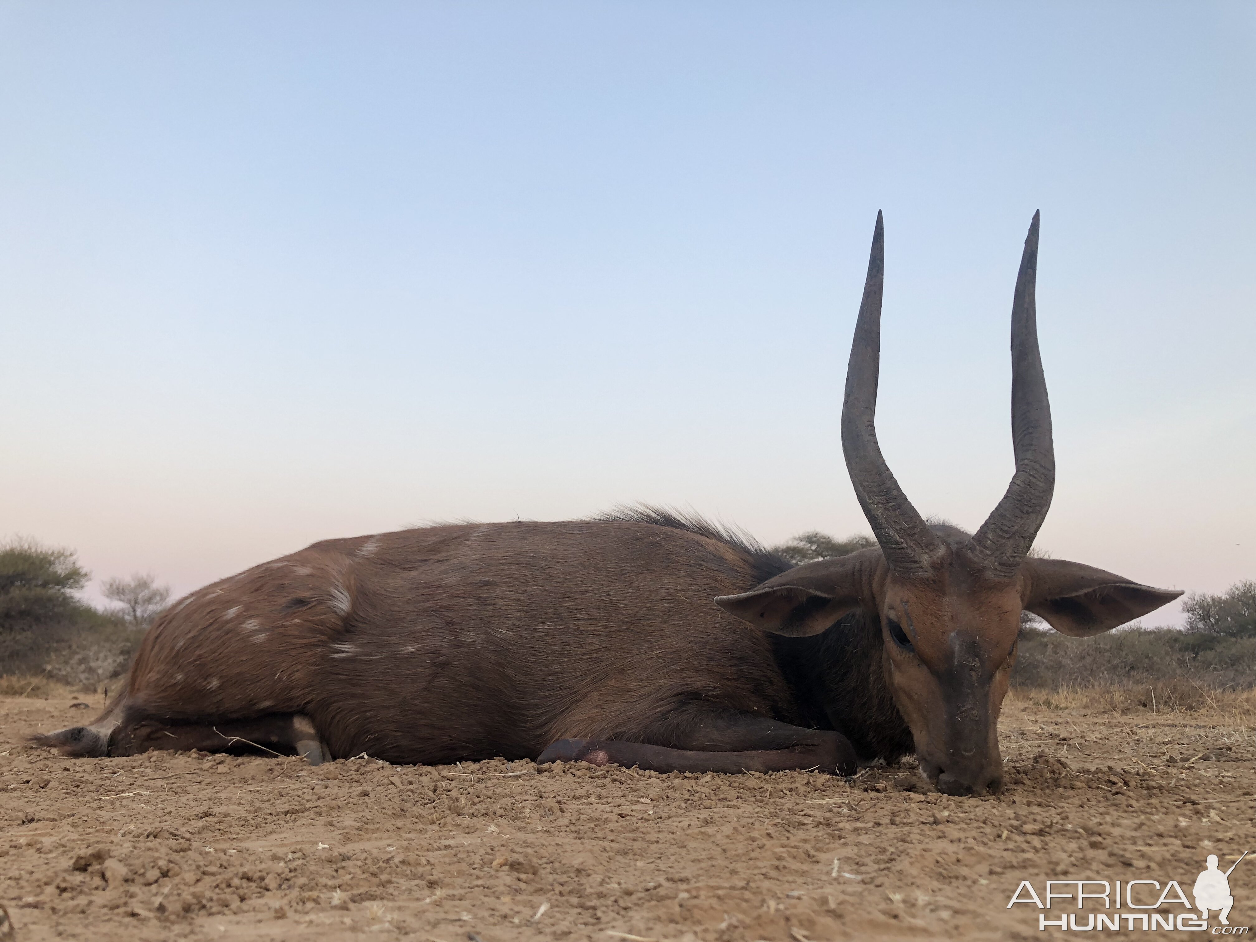 South Africa Hunting Bushbuck