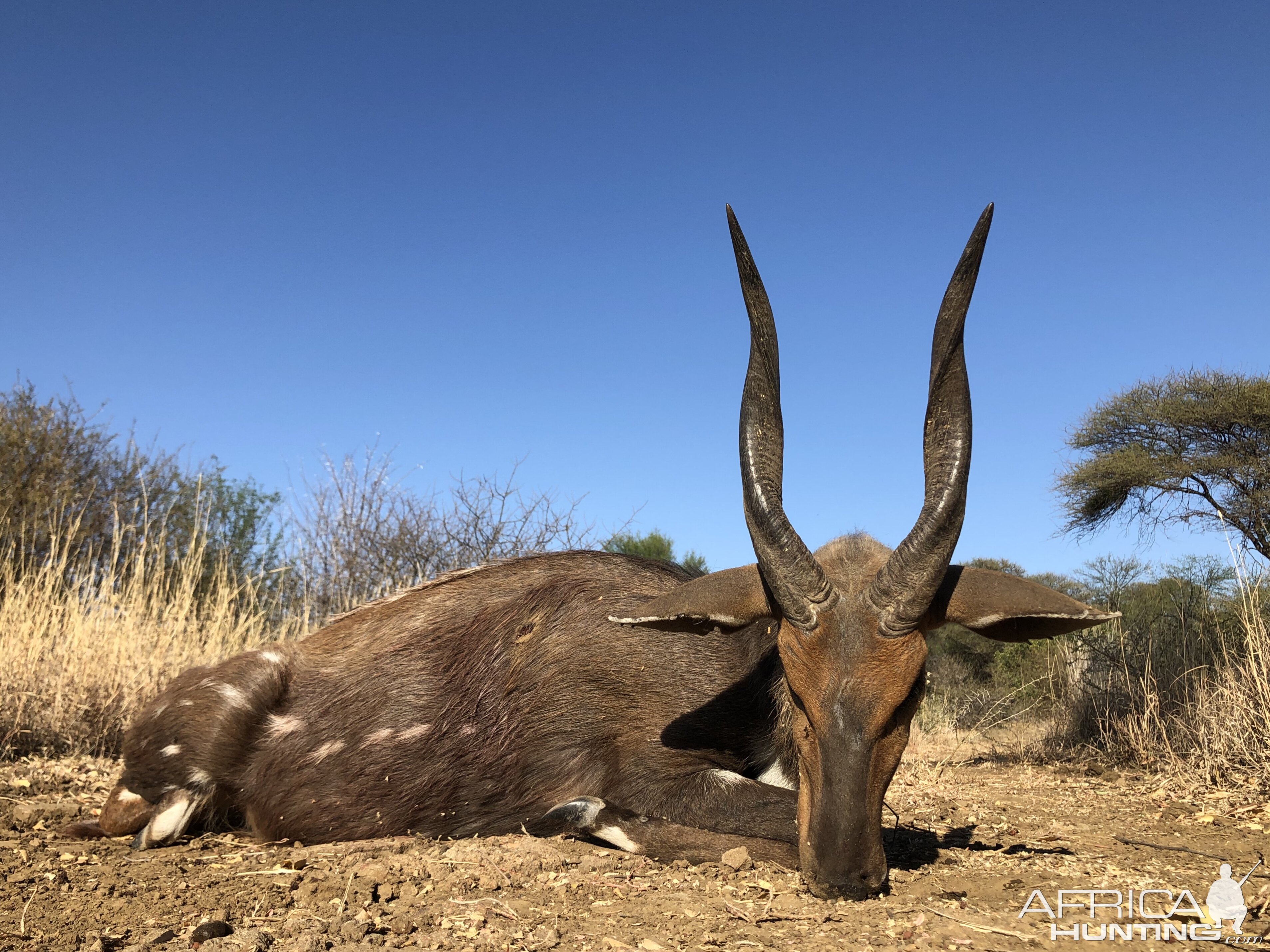 South Africa Hunting Bushbuck