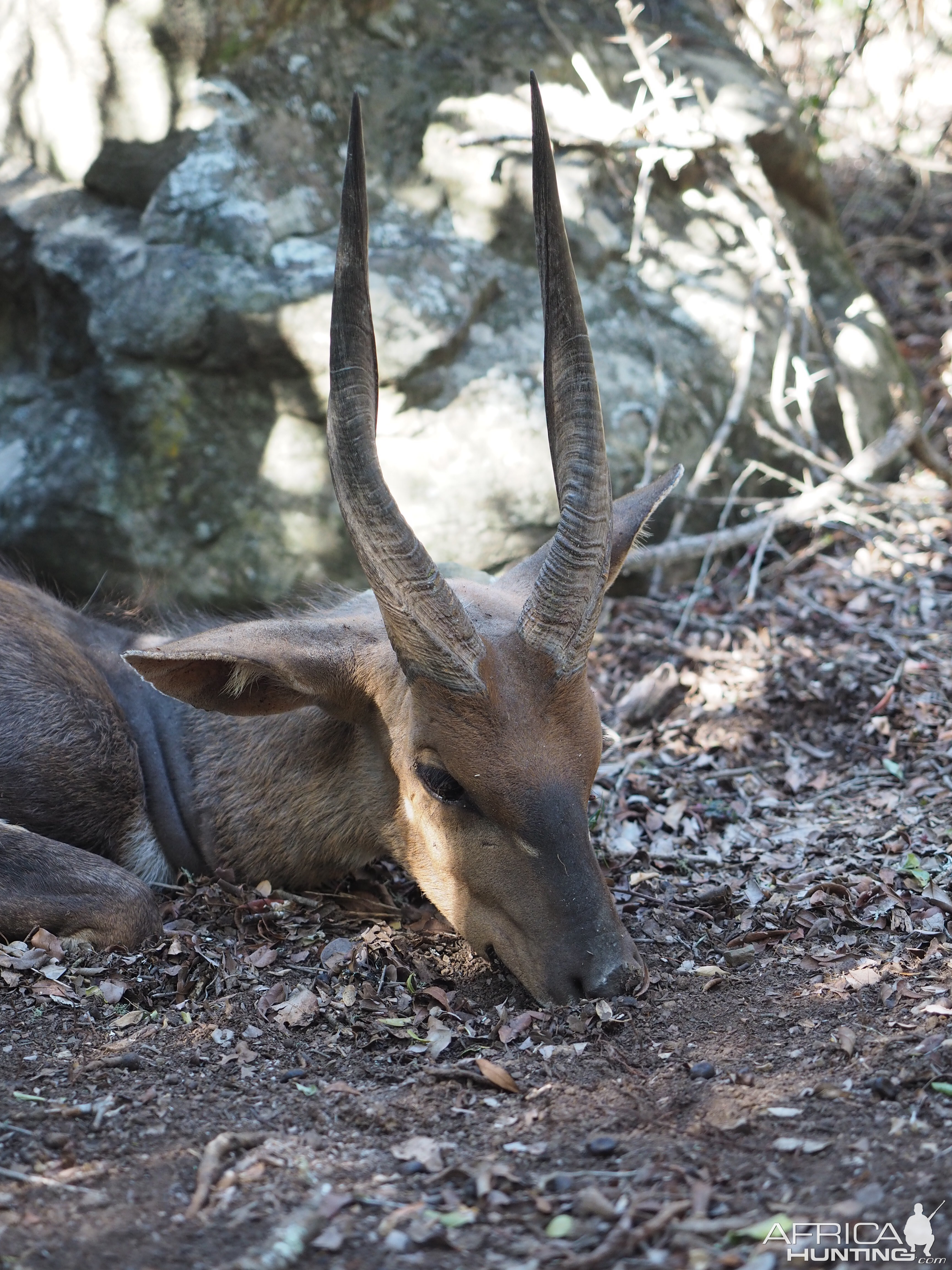 South Africa Hunting Bushbuck