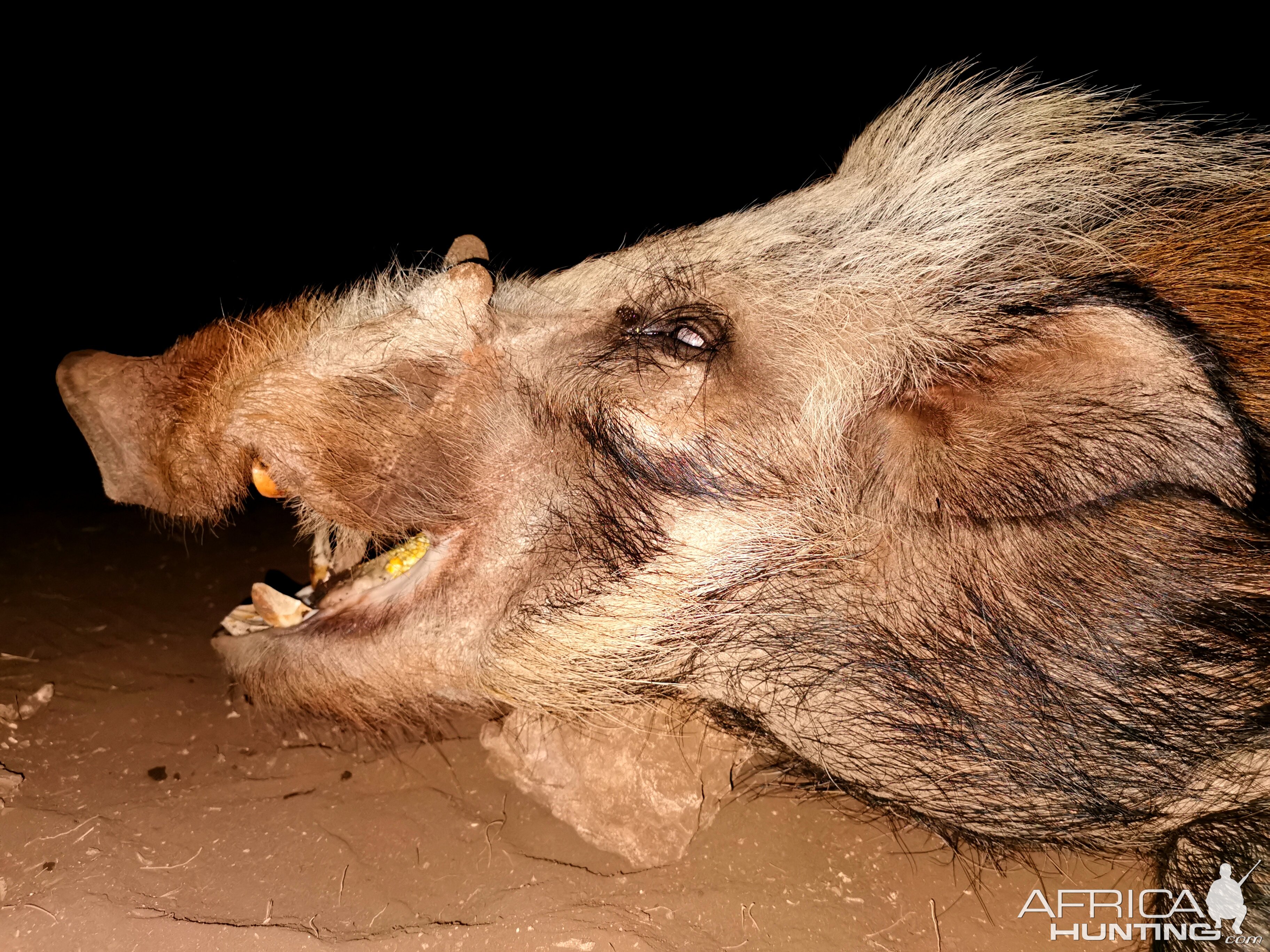 South Africa Hunting Bushpig