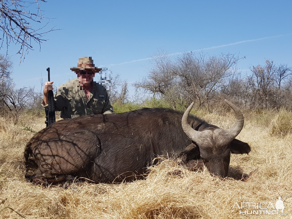 South Africa Hunting Cape Buffalo Cow