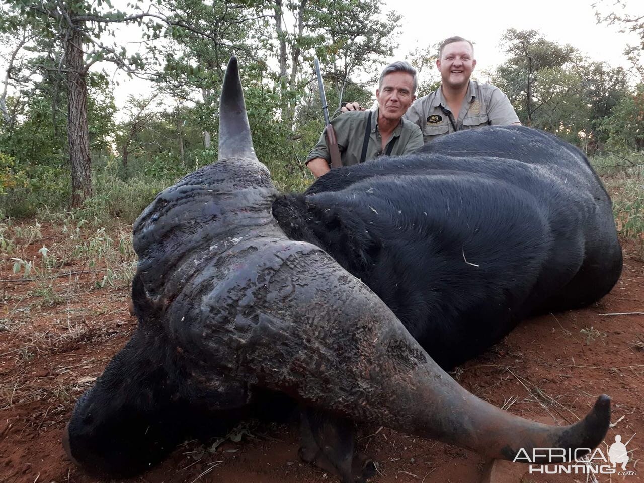 South Africa Hunting Cape Buffalo