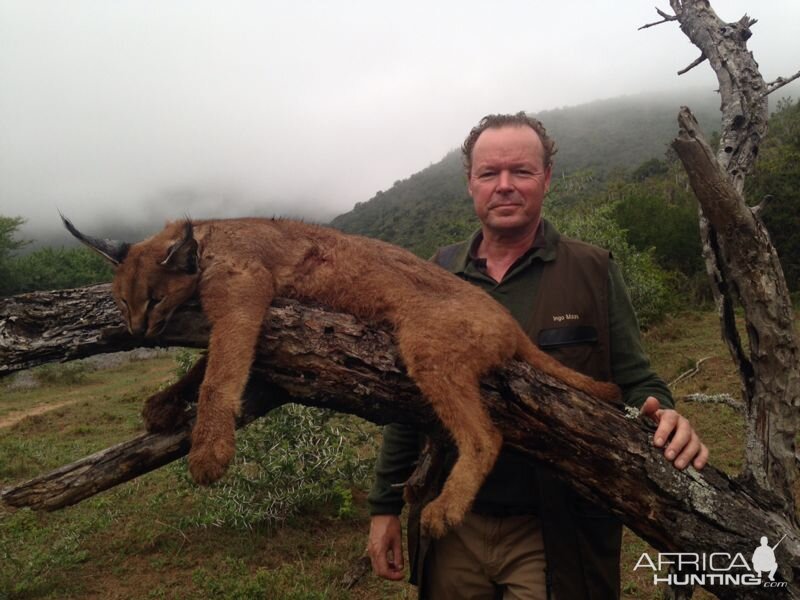 South Africa Hunting Caracal